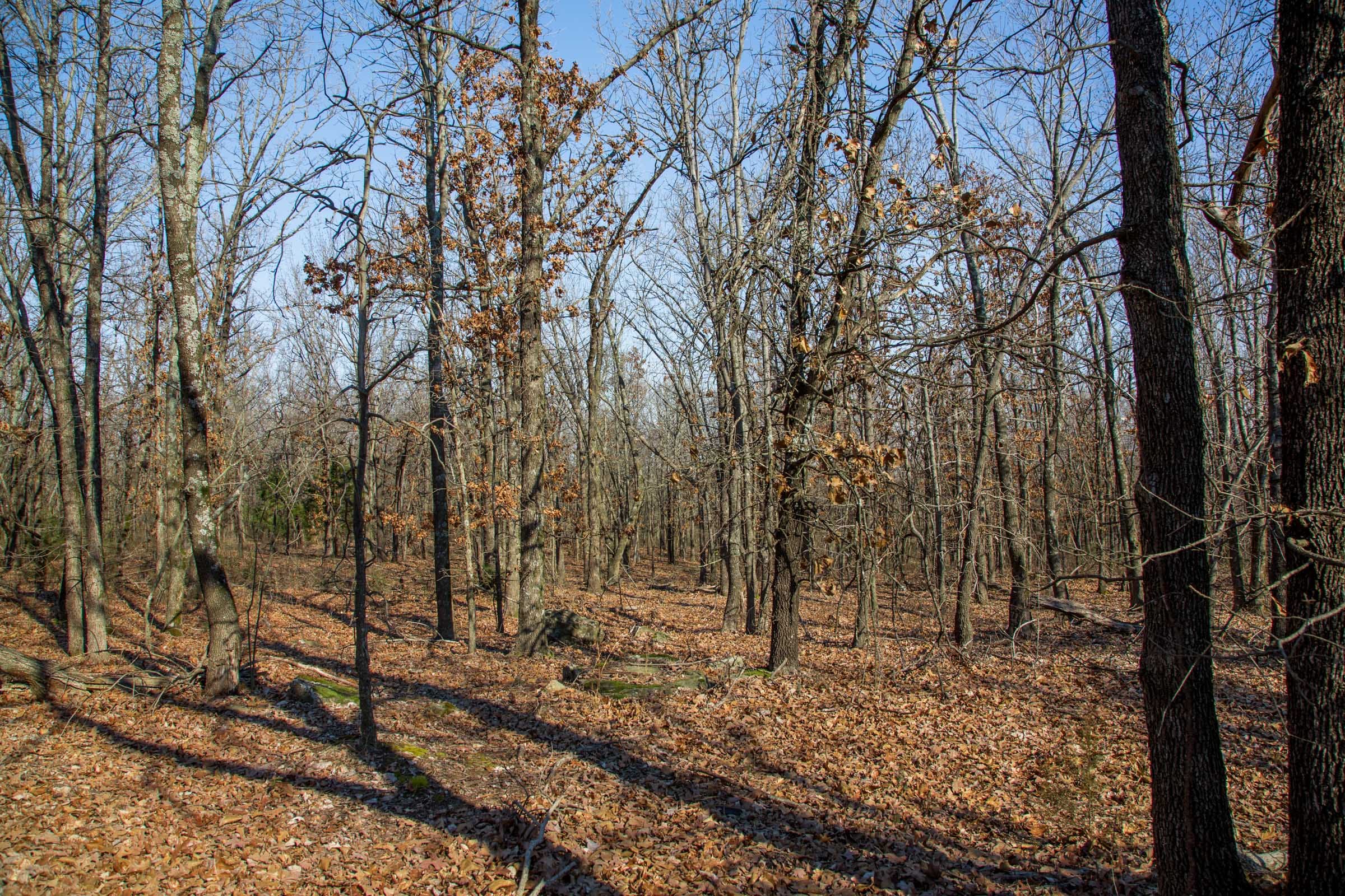 Eufaula Cove Tract 18 photo 7