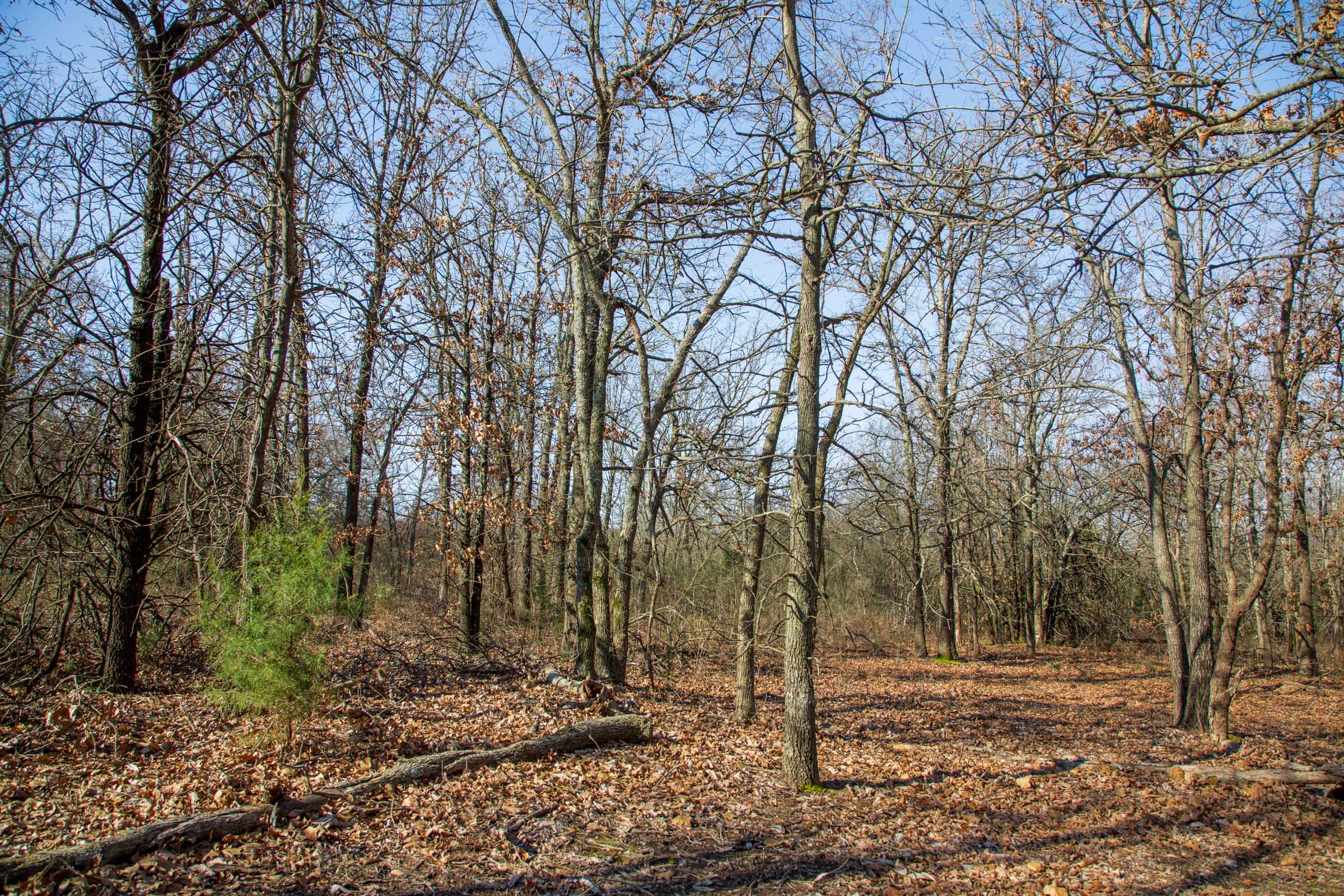 Eufaula Cove Tract 18 photo 8