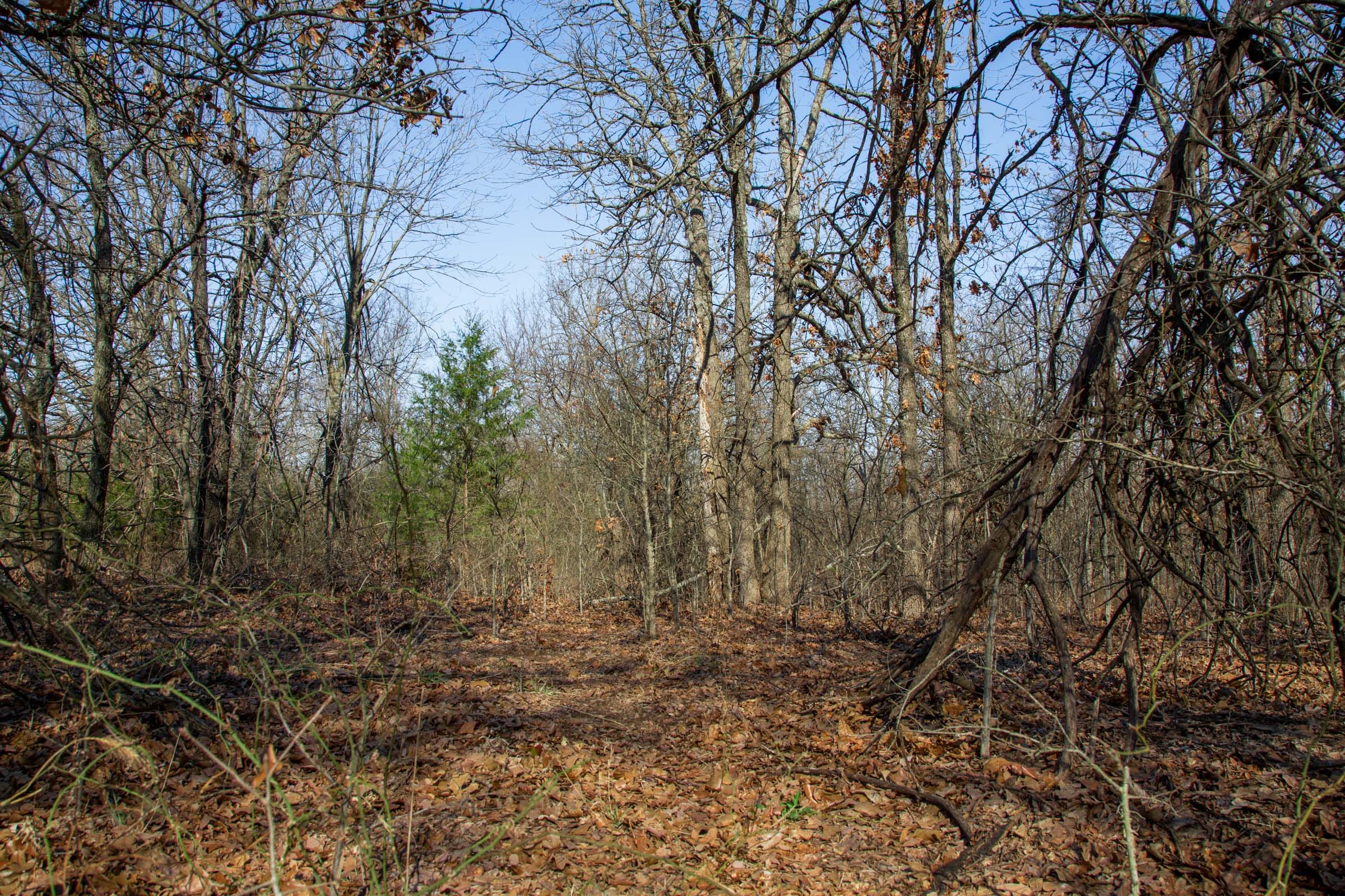 Eufaula Cove Tract 18 photo 10