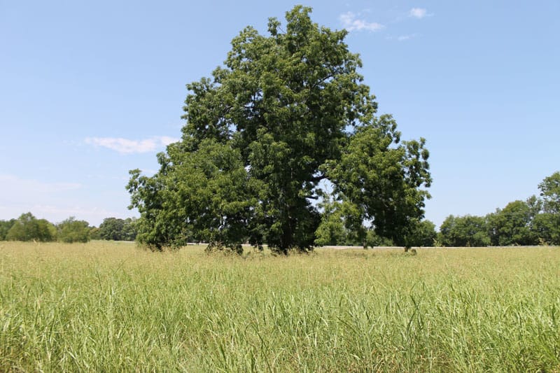 McCoy Creek Ranch Tract 1 photo 8