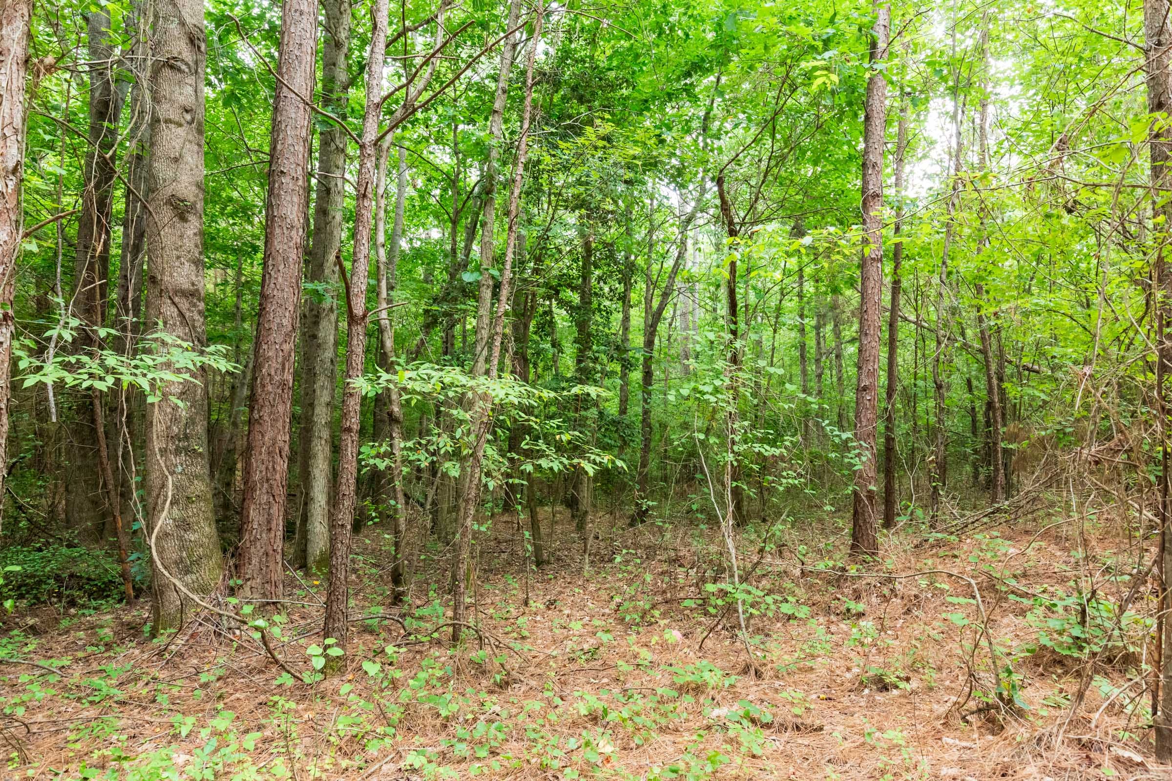 Whiskey Ridge Tract 85 photo 2