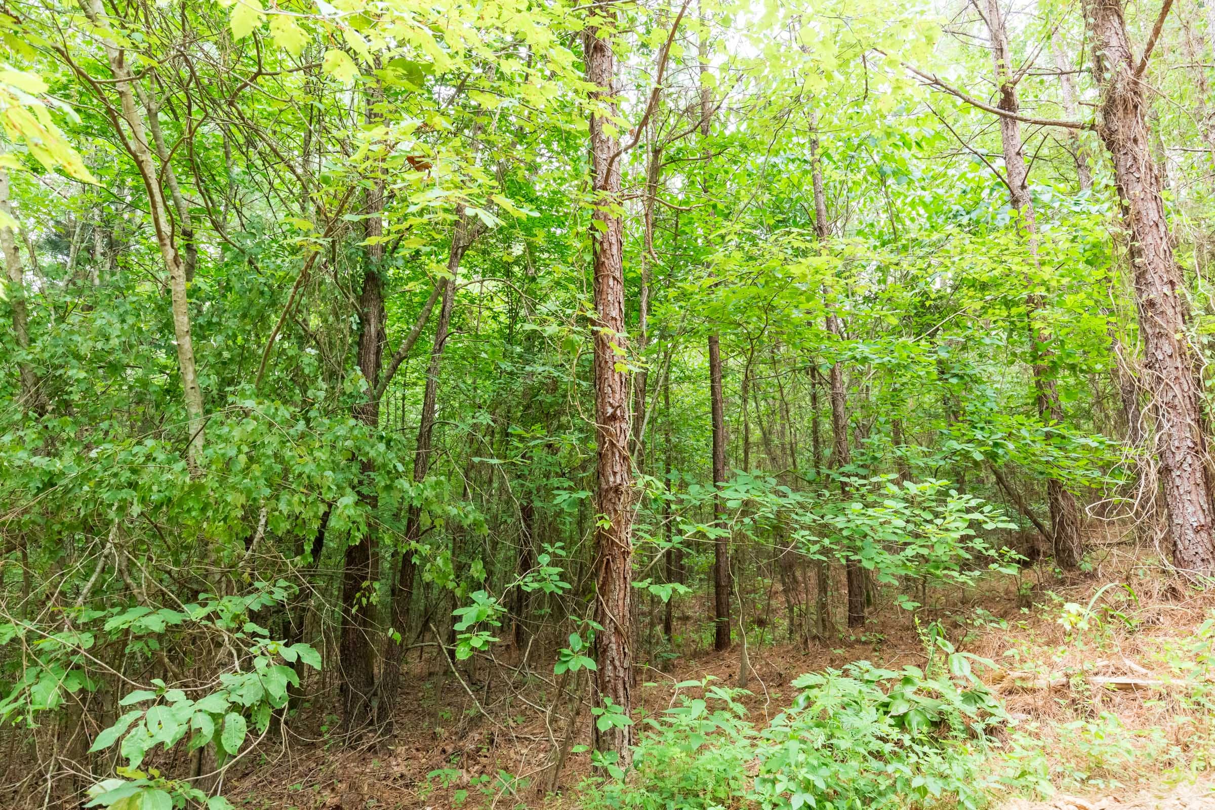 Whiskey Ridge Tract 85 photo 3