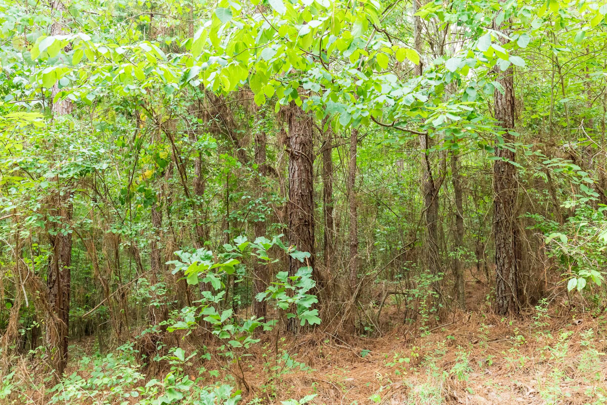 Whiskey Ridge Tract 85 photo 4