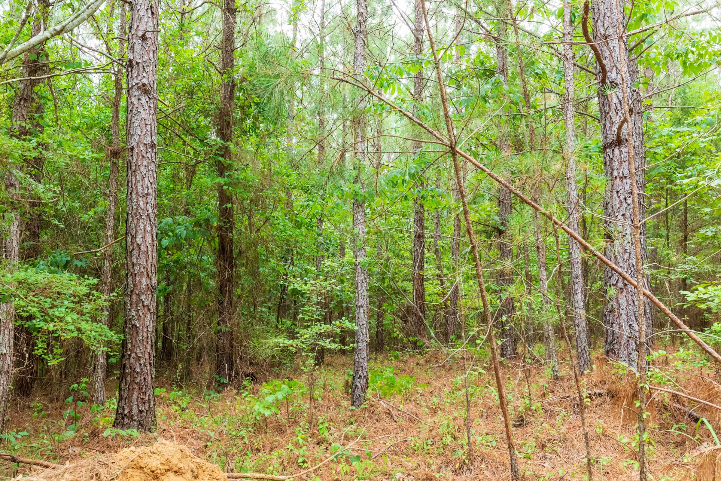 Whiskey Ridge Tract 85 photo 5