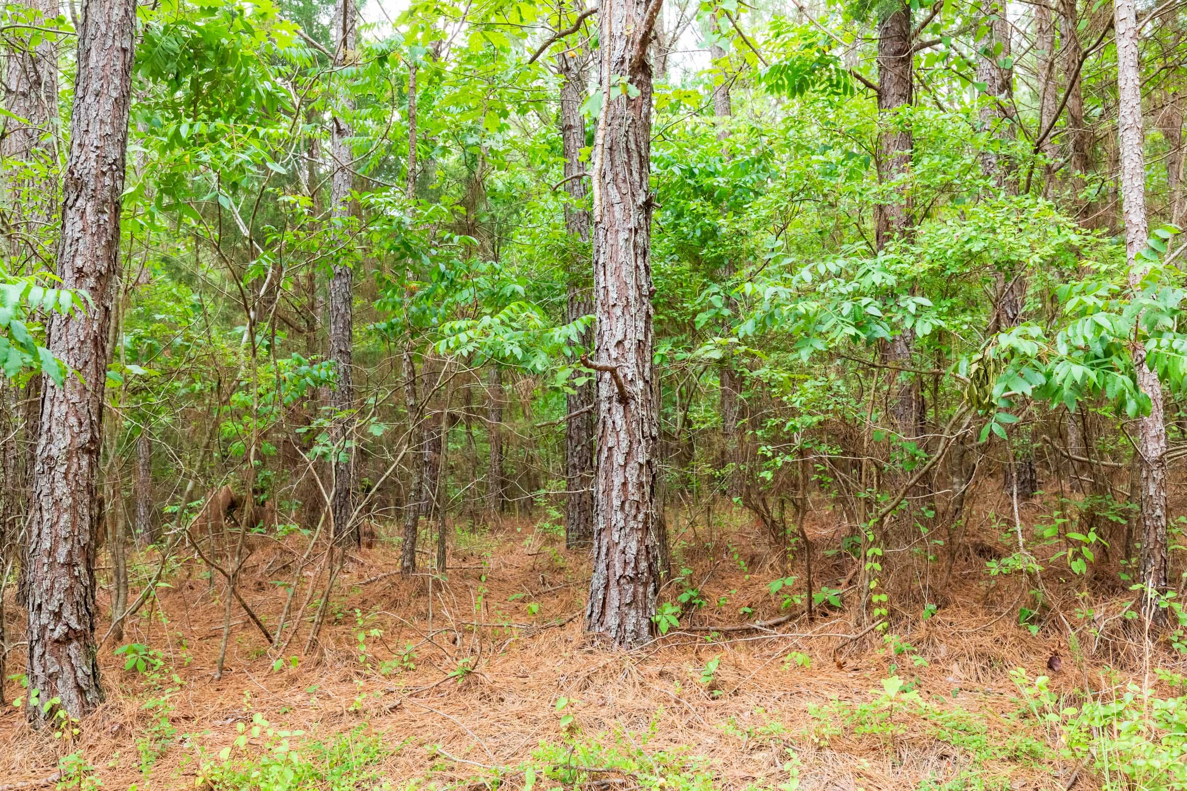 Whiskey Ridge Tract 85 photo 6