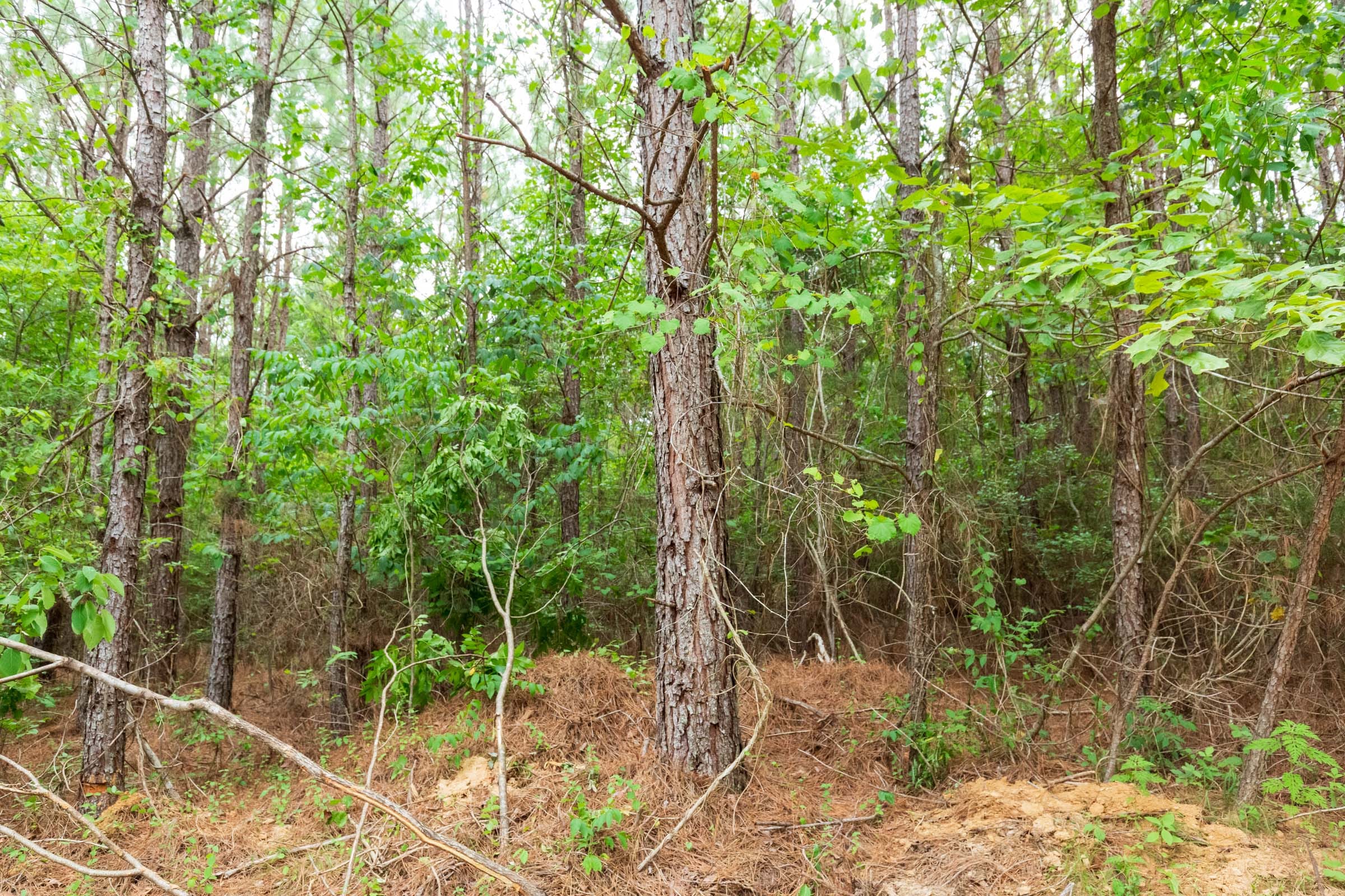 Whiskey Ridge Tract 85 photo 7