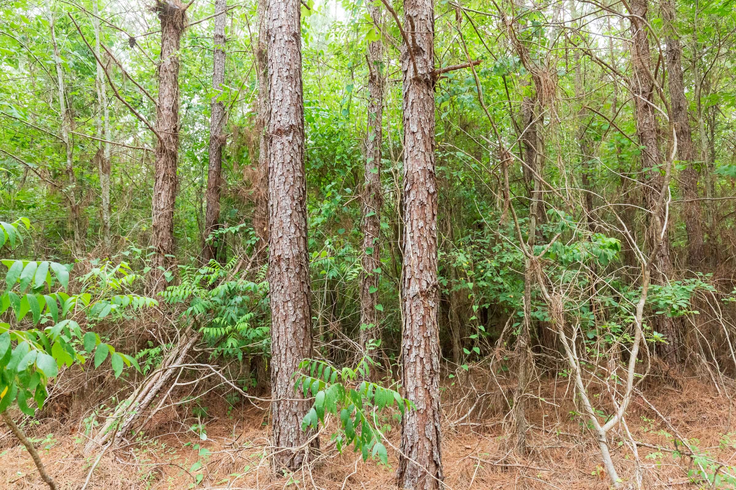 Whiskey Ridge Tract 85 photo 8