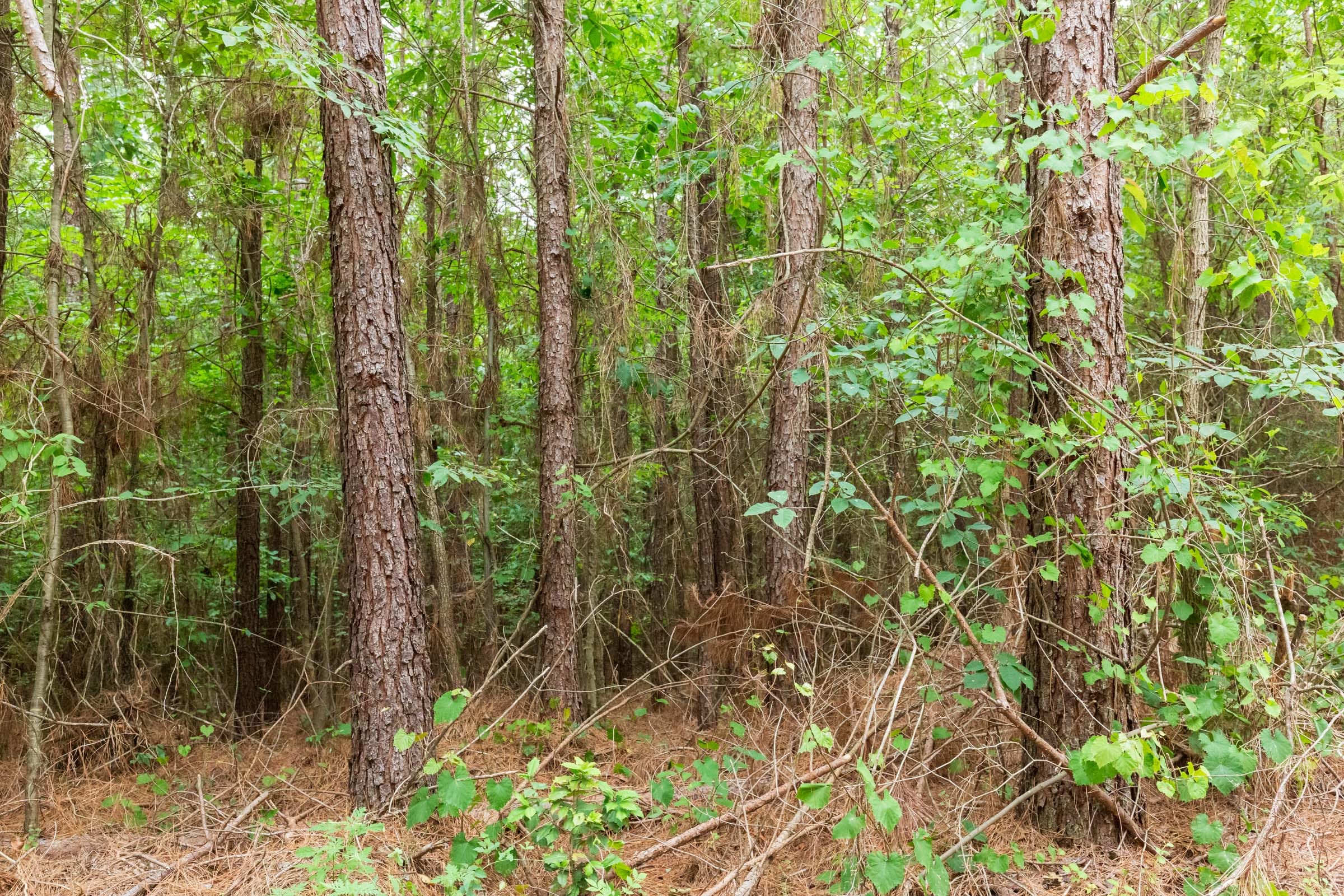 Whiskey Ridge Tract 85 photo 10