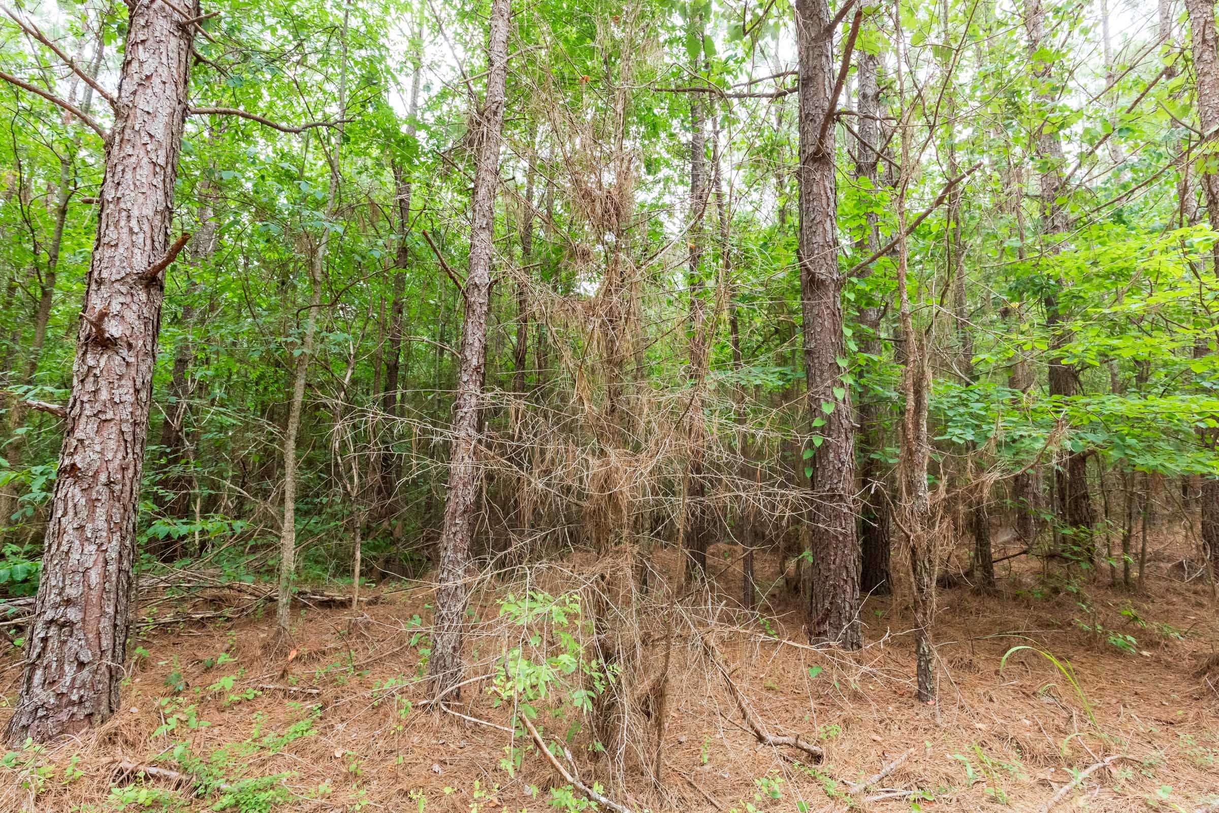 Whiskey Ridge Tract 85 photo 11