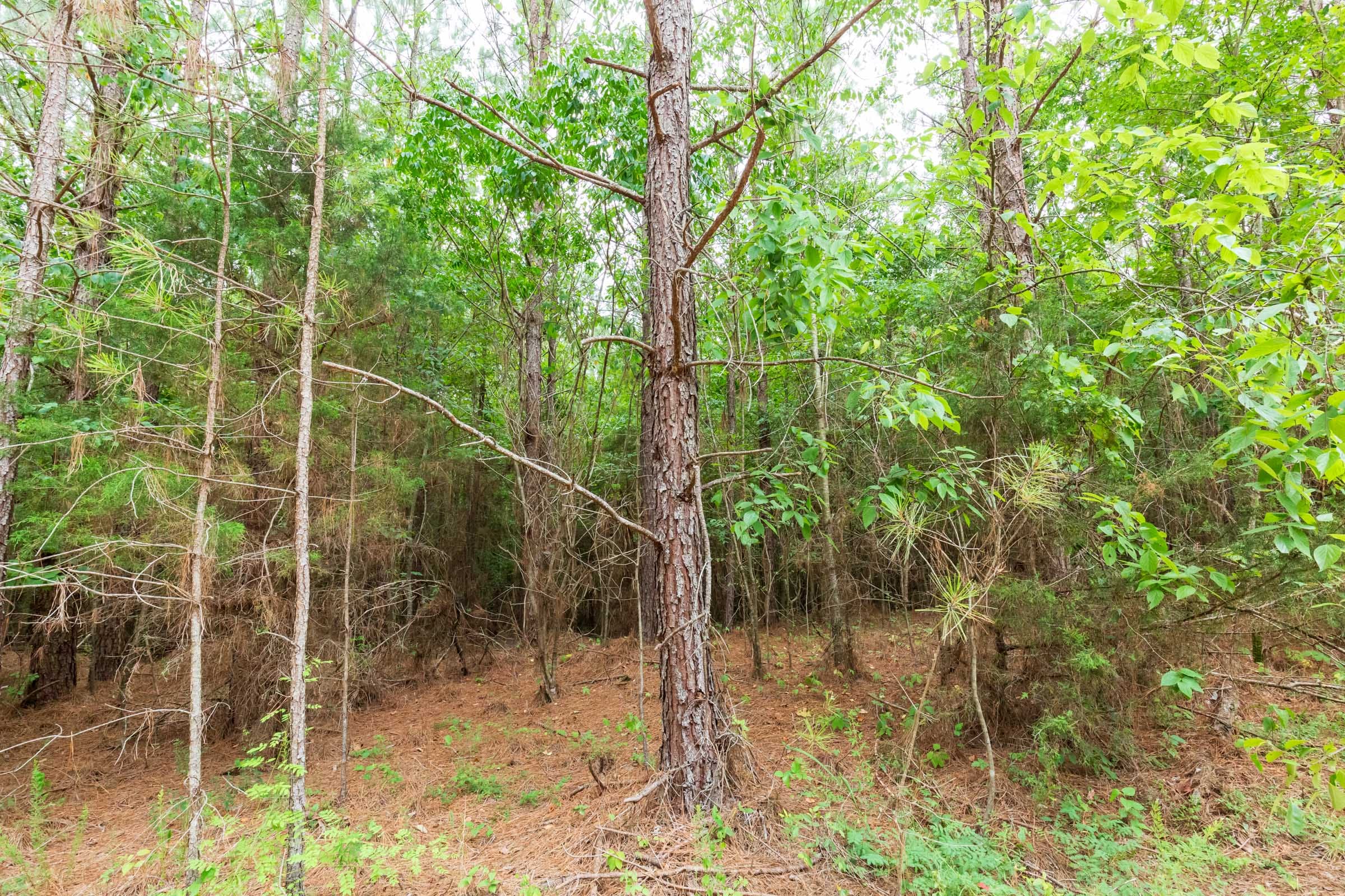 Whiskey Ridge Tract 85 photo 12
