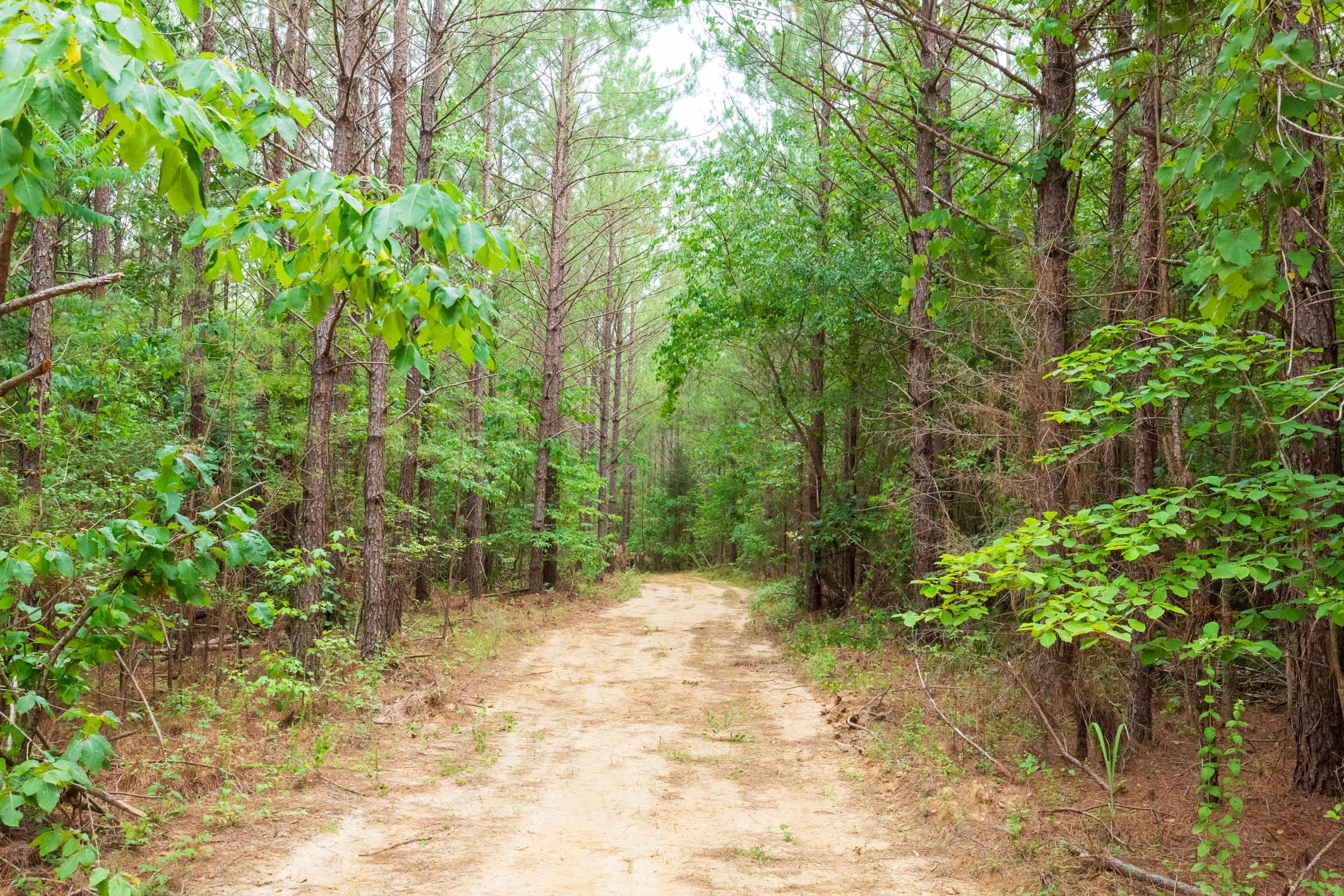 Whiskey Ridge Tract 85 photo 9