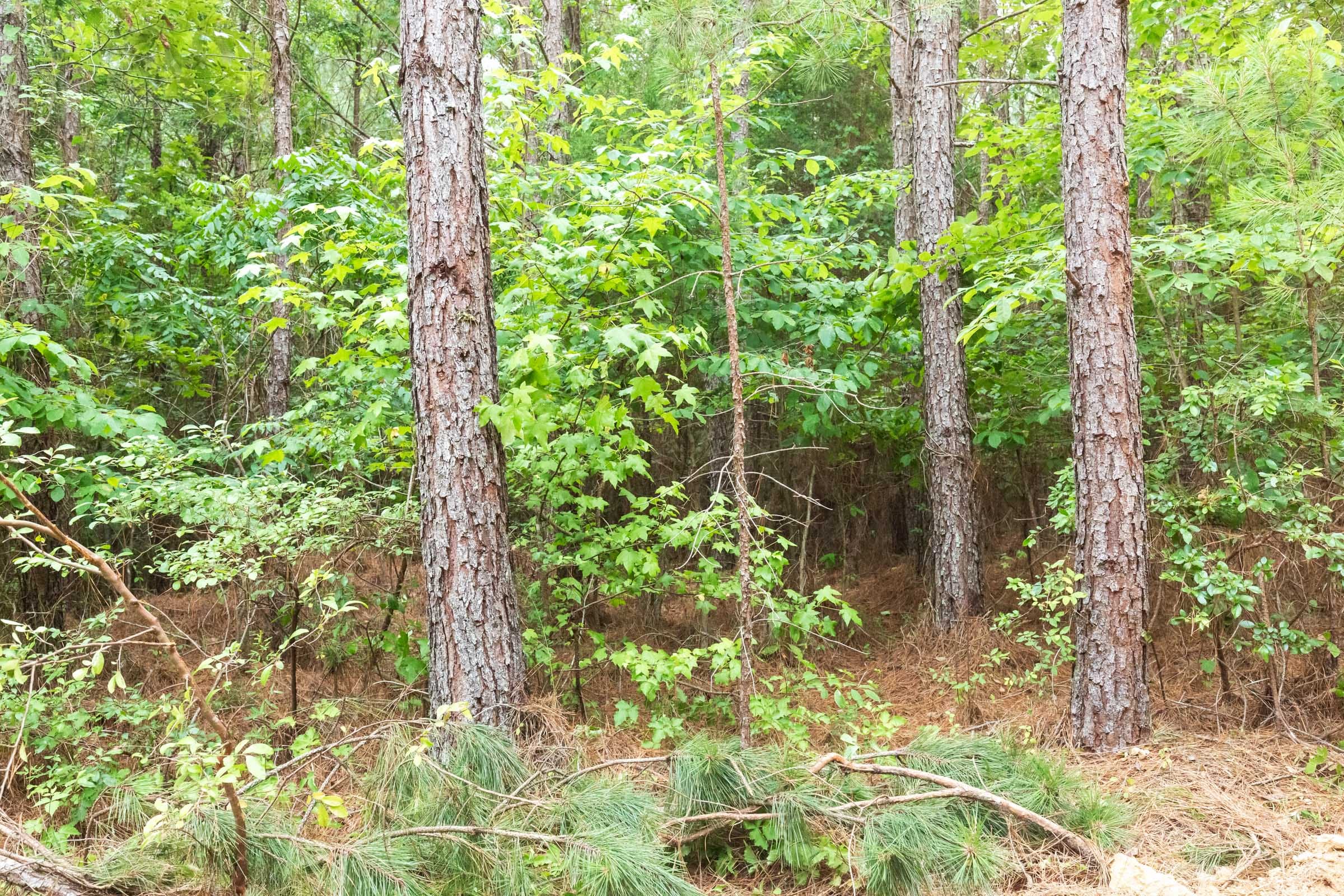 Whiskey Ridge Tract 85 photo 13