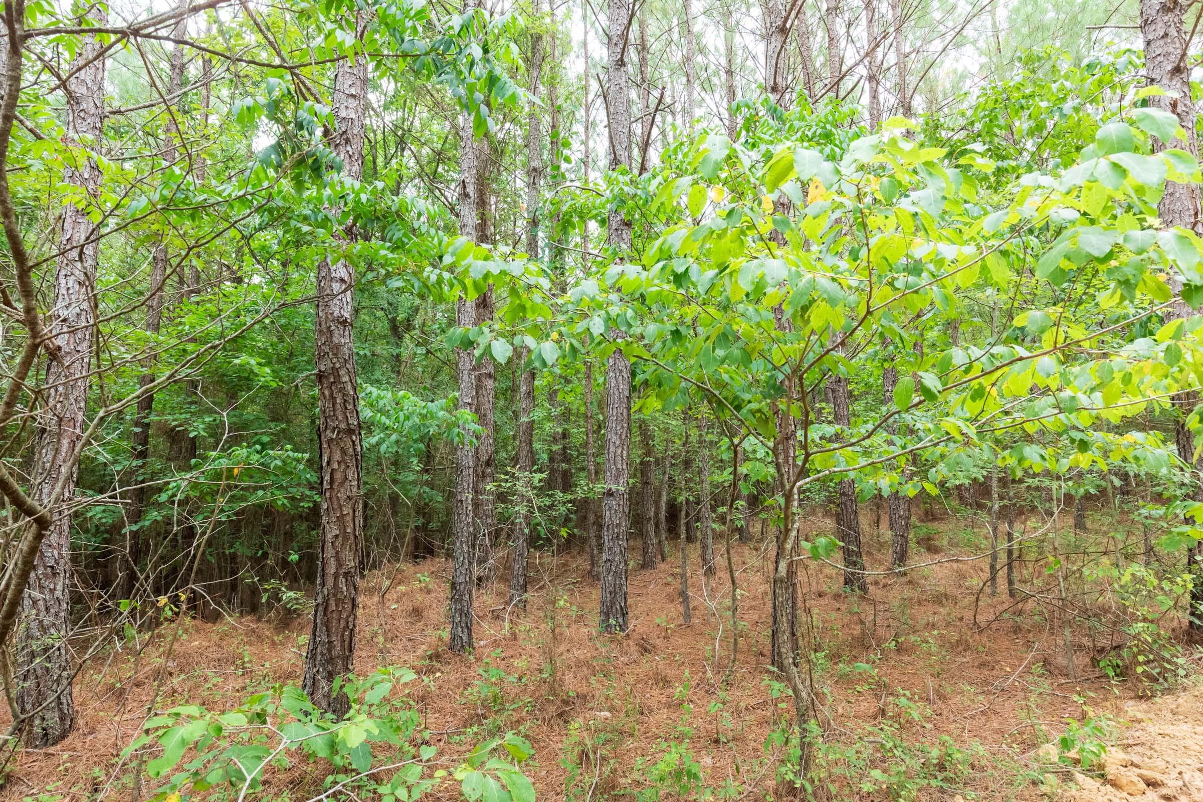 Whiskey Ridge Tract 85 photo 14