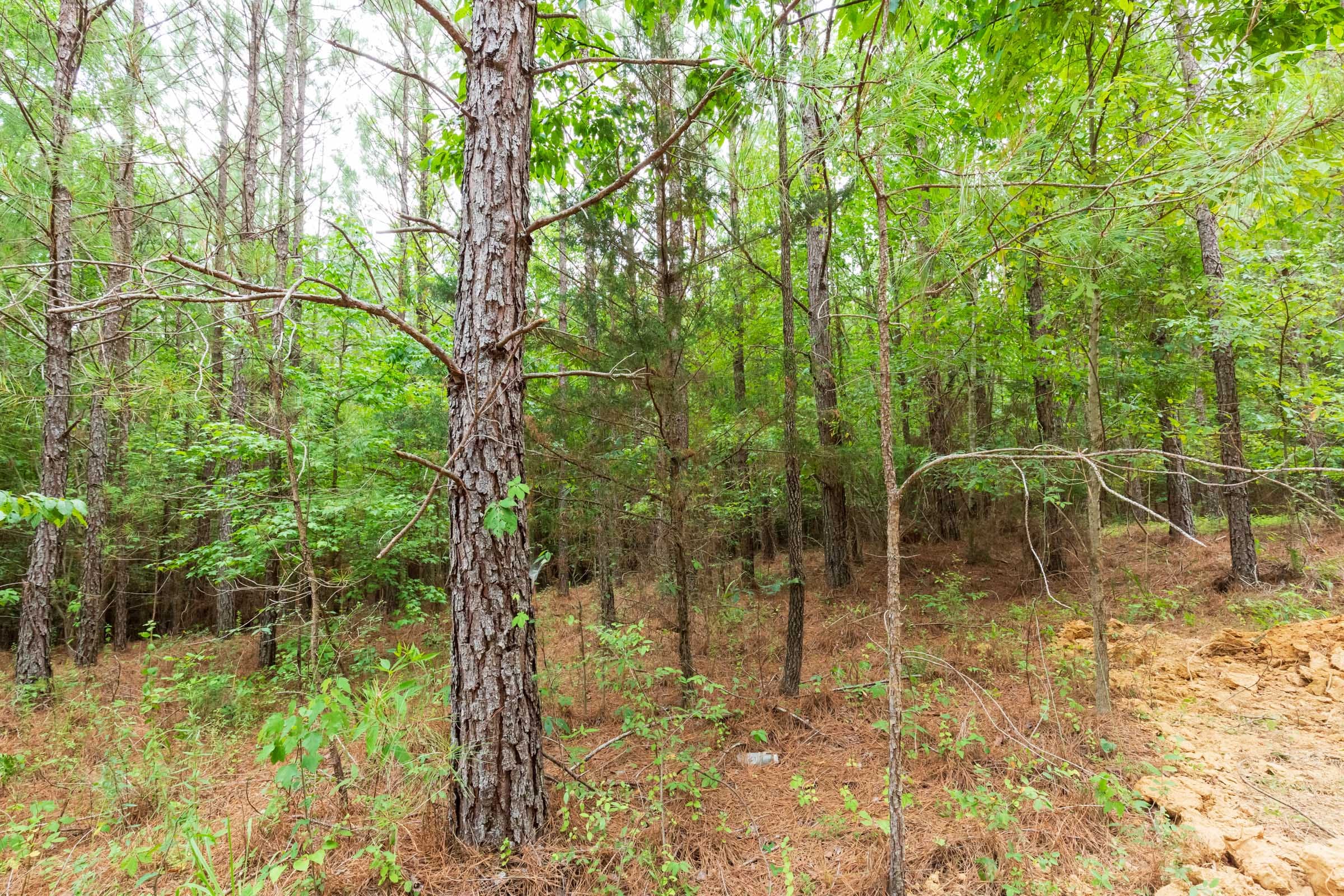 Whiskey Ridge Tract 85 photo 15