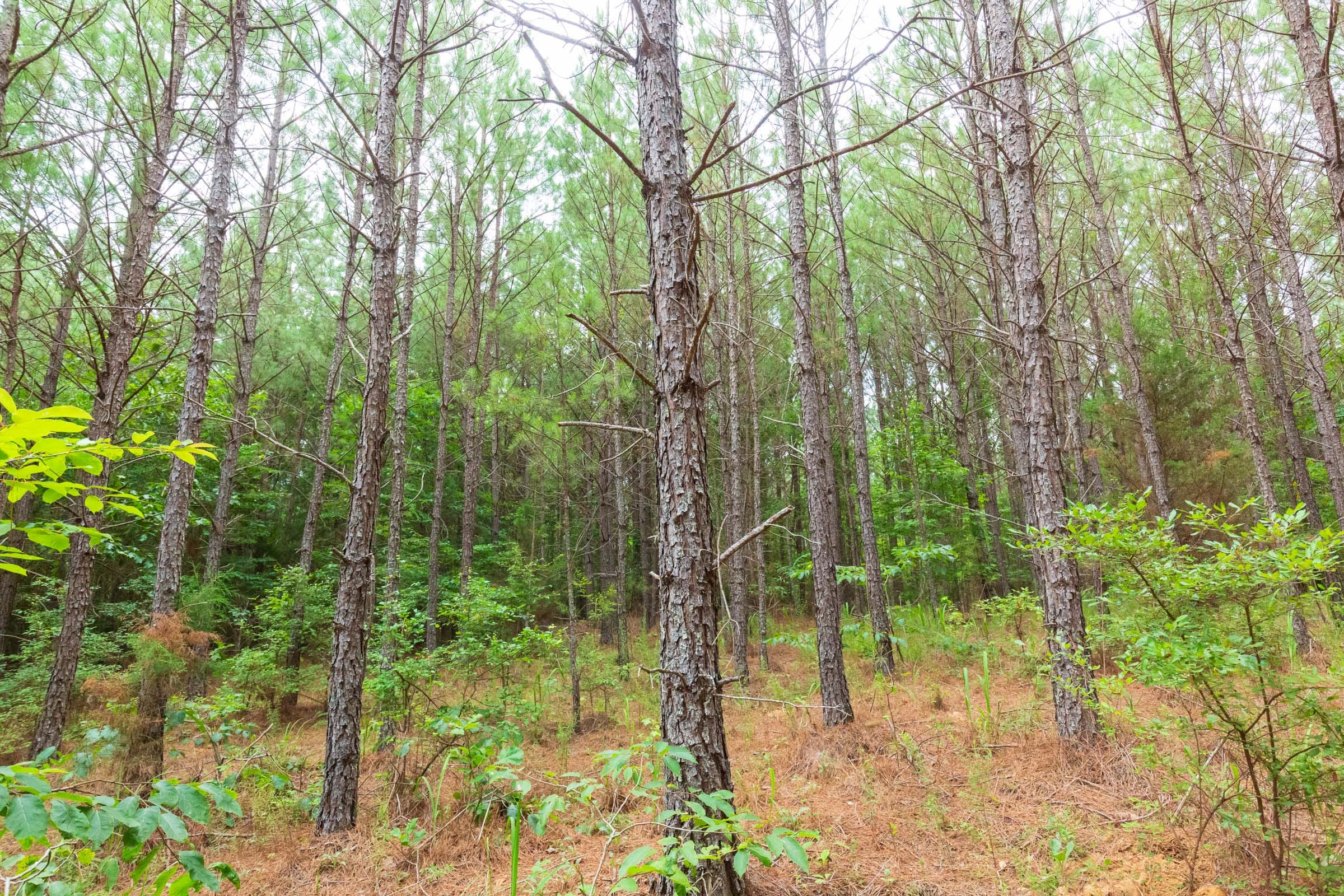 Whiskey Ridge Tract 85 photo 16