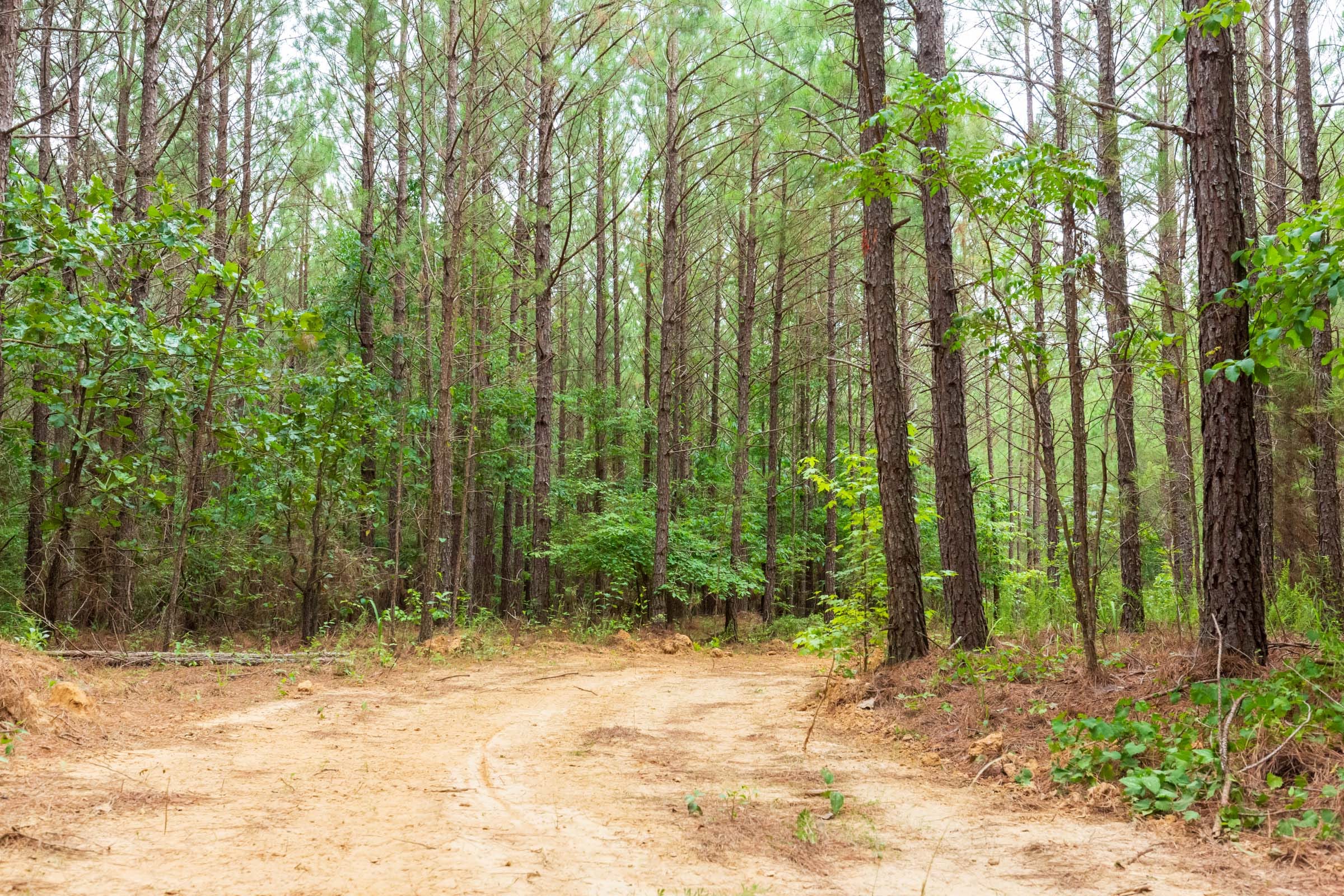 Whiskey Ridge Tract 85 photo 17
