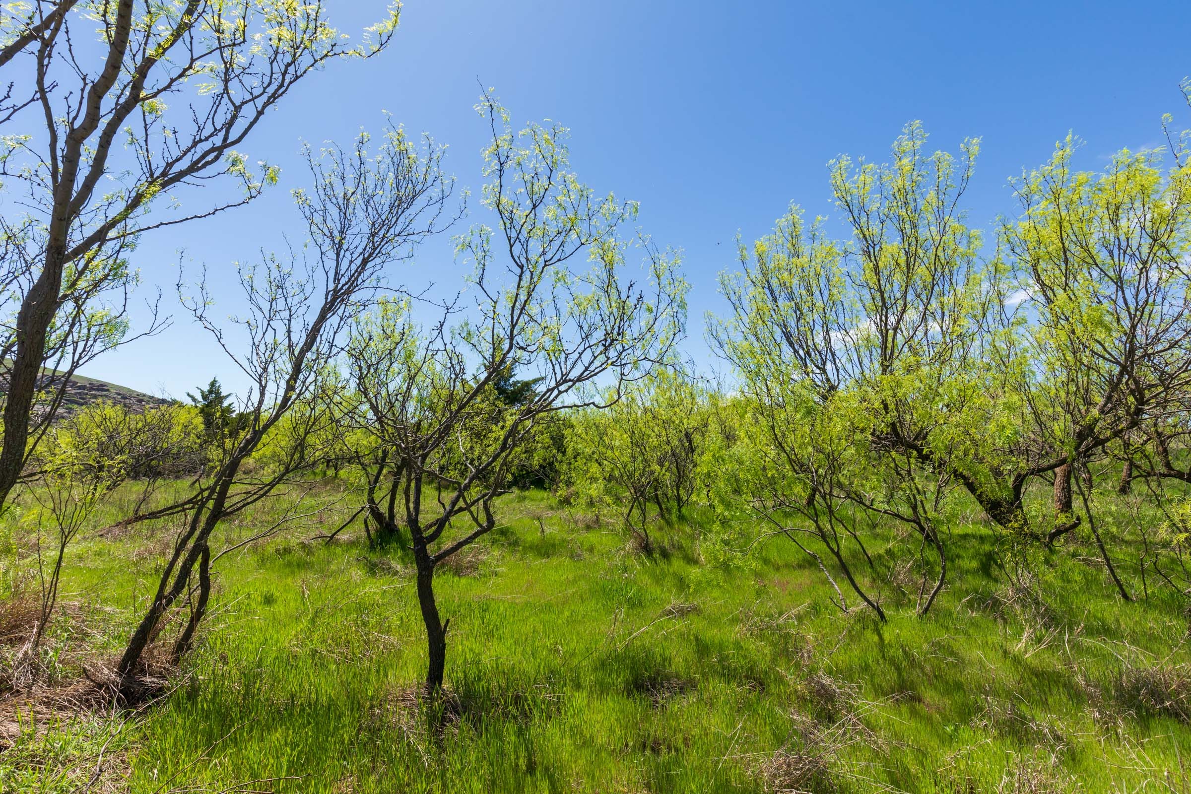 Hackberry Fields Tract 6 photo 6