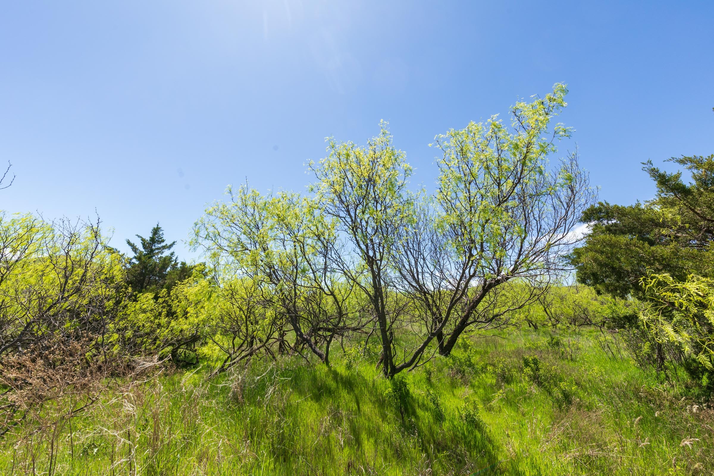 Hackberry Fields Tract 6 photo 7
