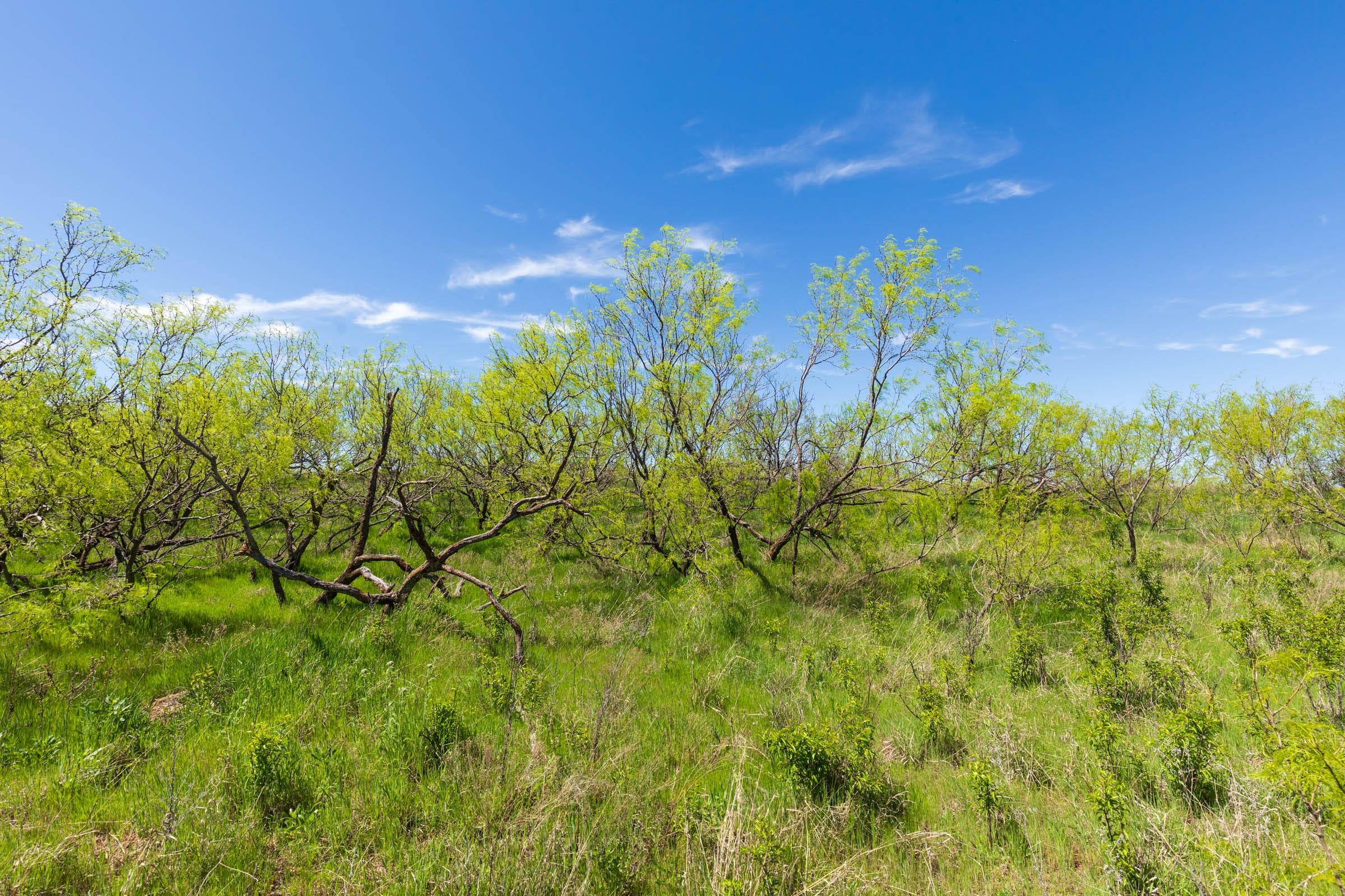 Hackberry Fields Tract 6 photo 8