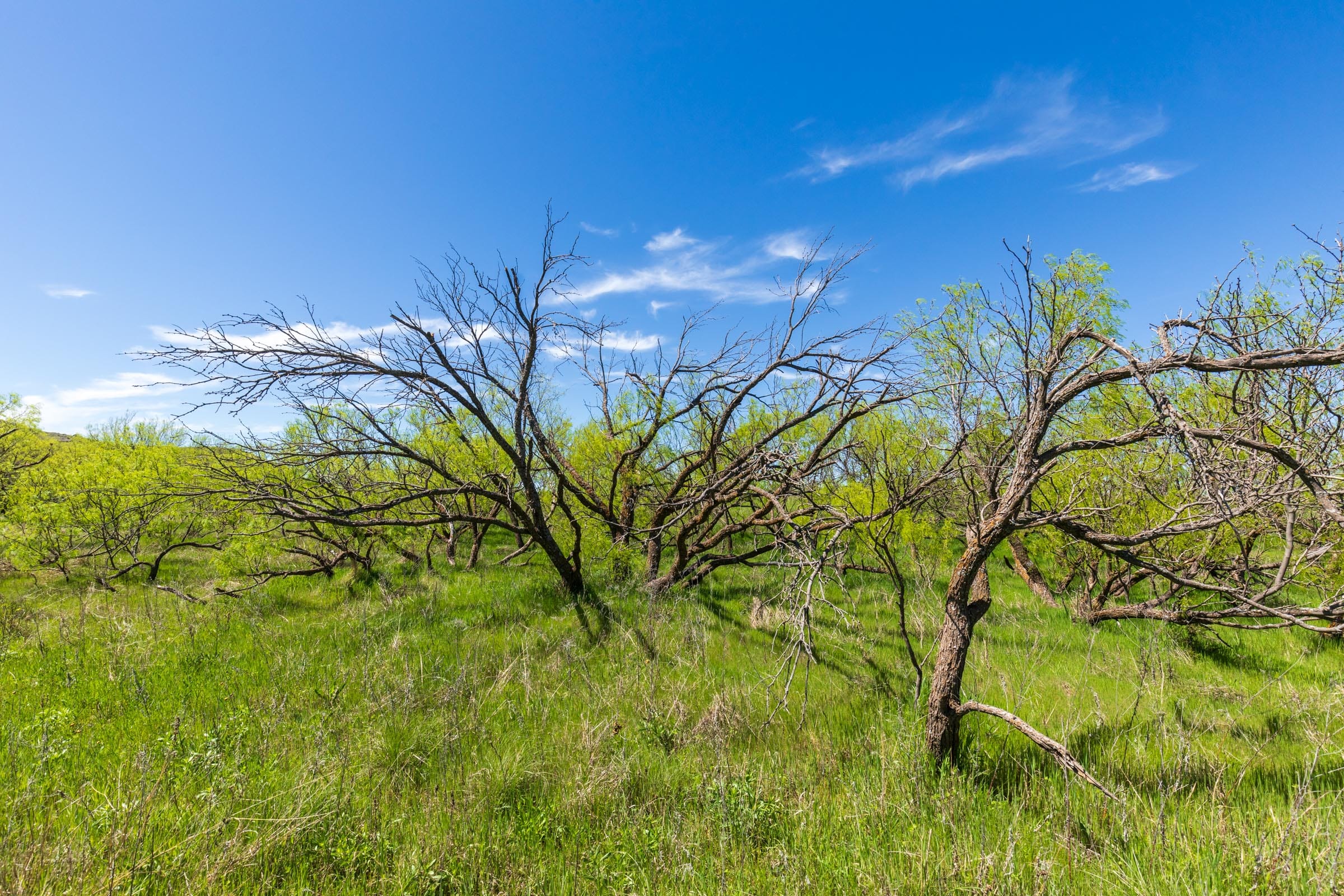 Hackberry Fields Tract 6 photo 10