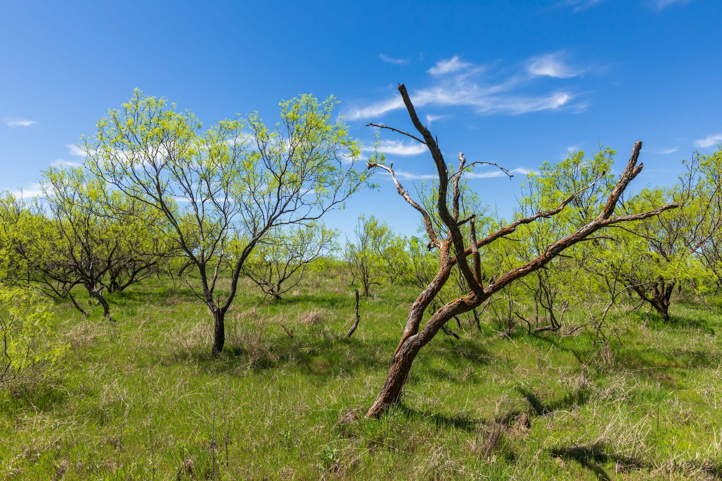 Hackberry Fields Tract 6 photo 4