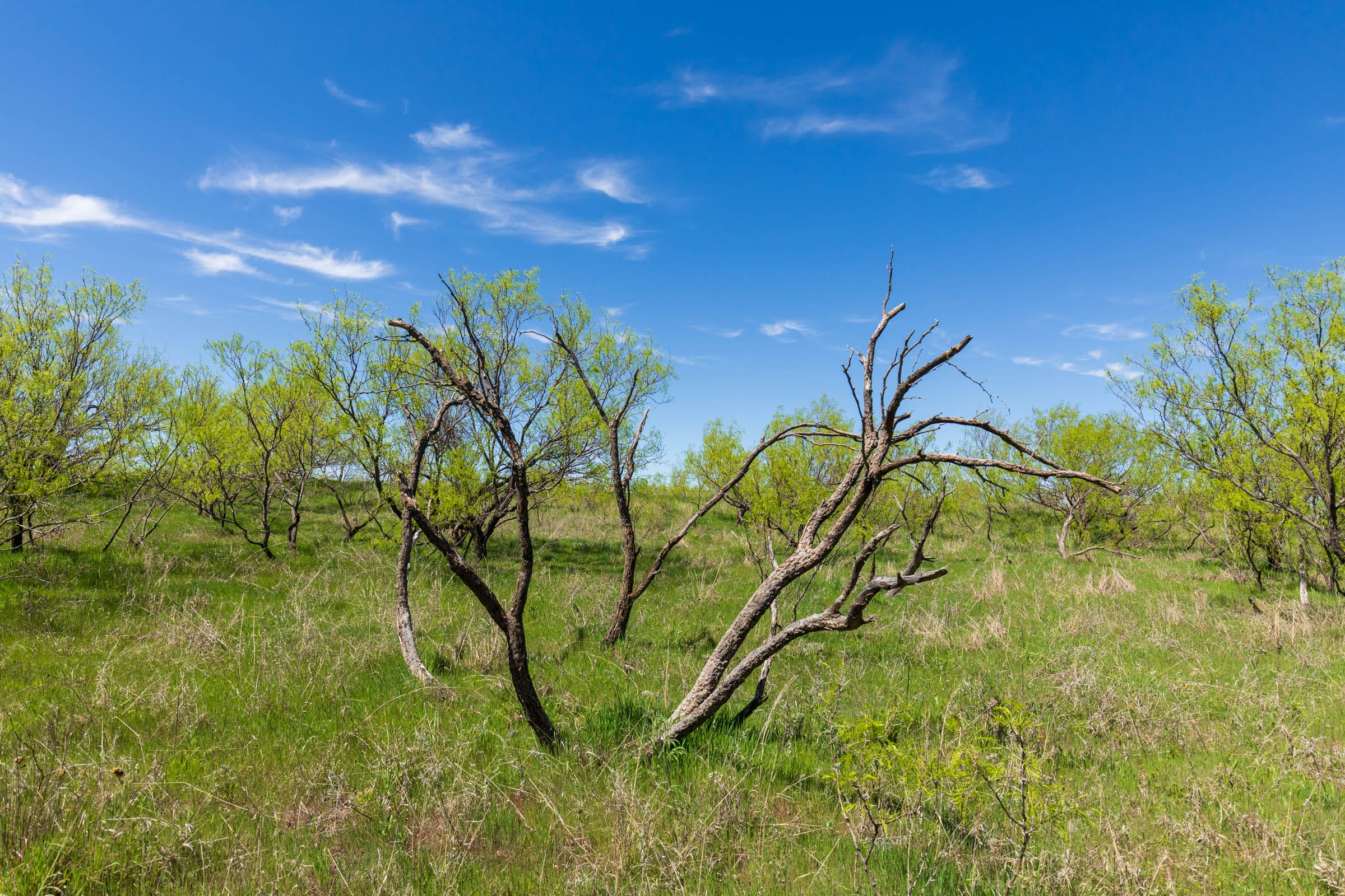 Hackberry Fields Tract 6 photo 11
