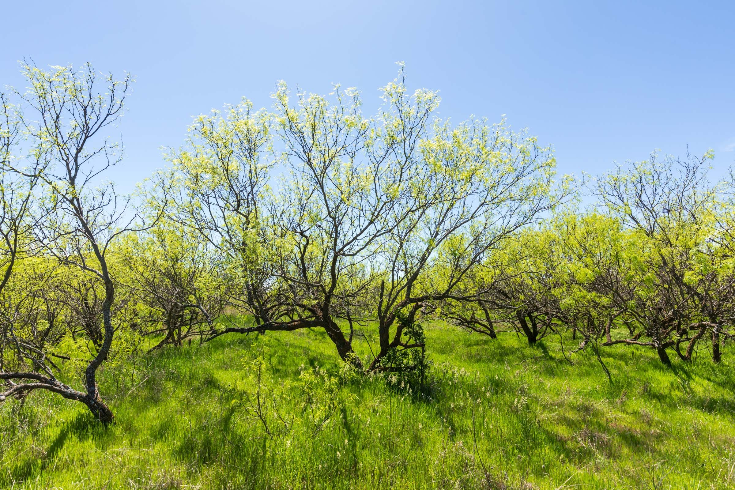 Hackberry Fields Tract 6 photo 13
