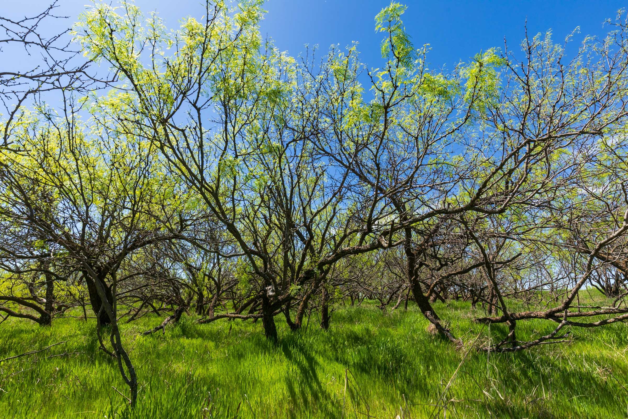 Hackberry Fields Tract 6 photo 14
