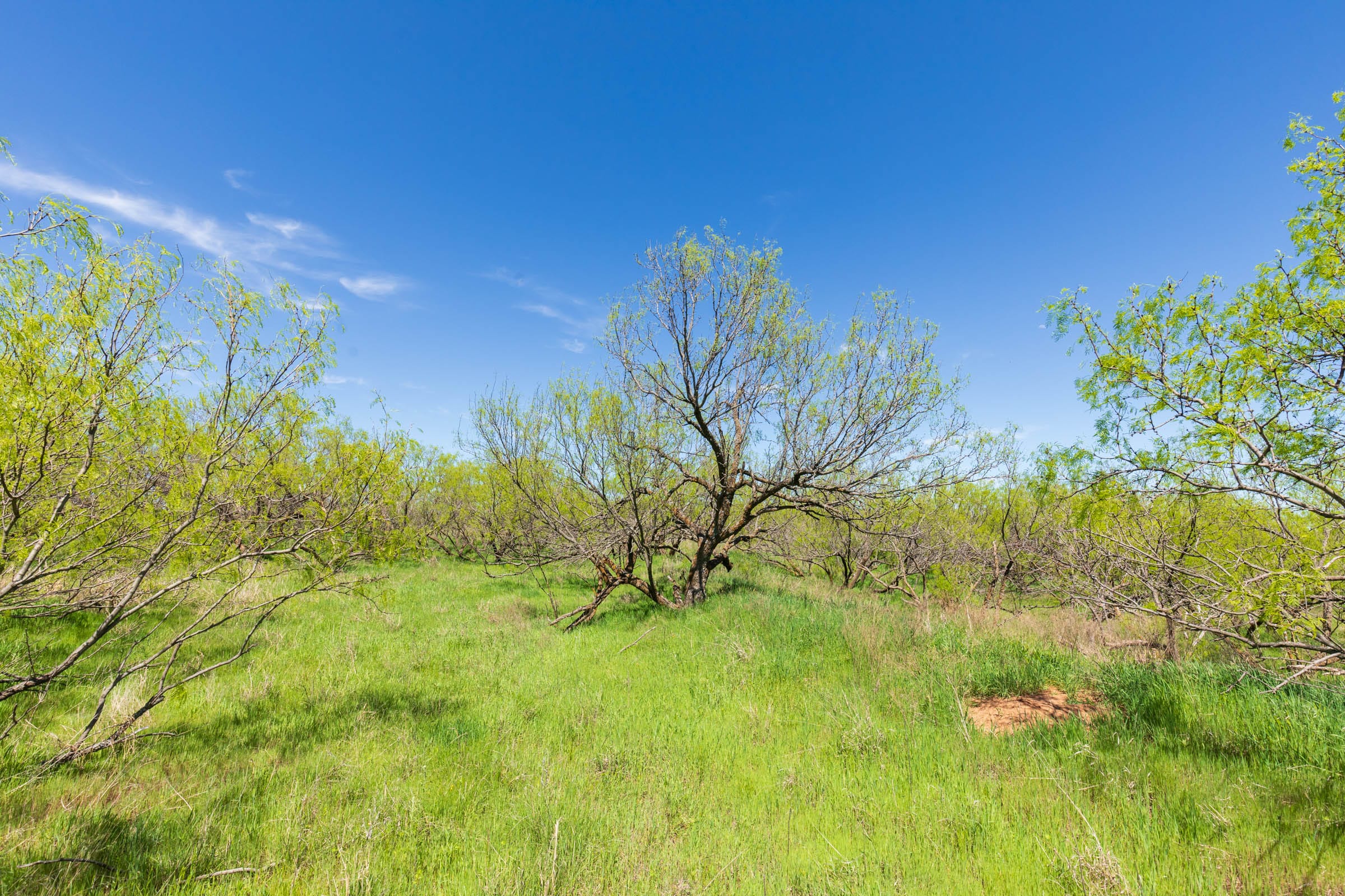 Hackberry Fields Tract 6 photo 15