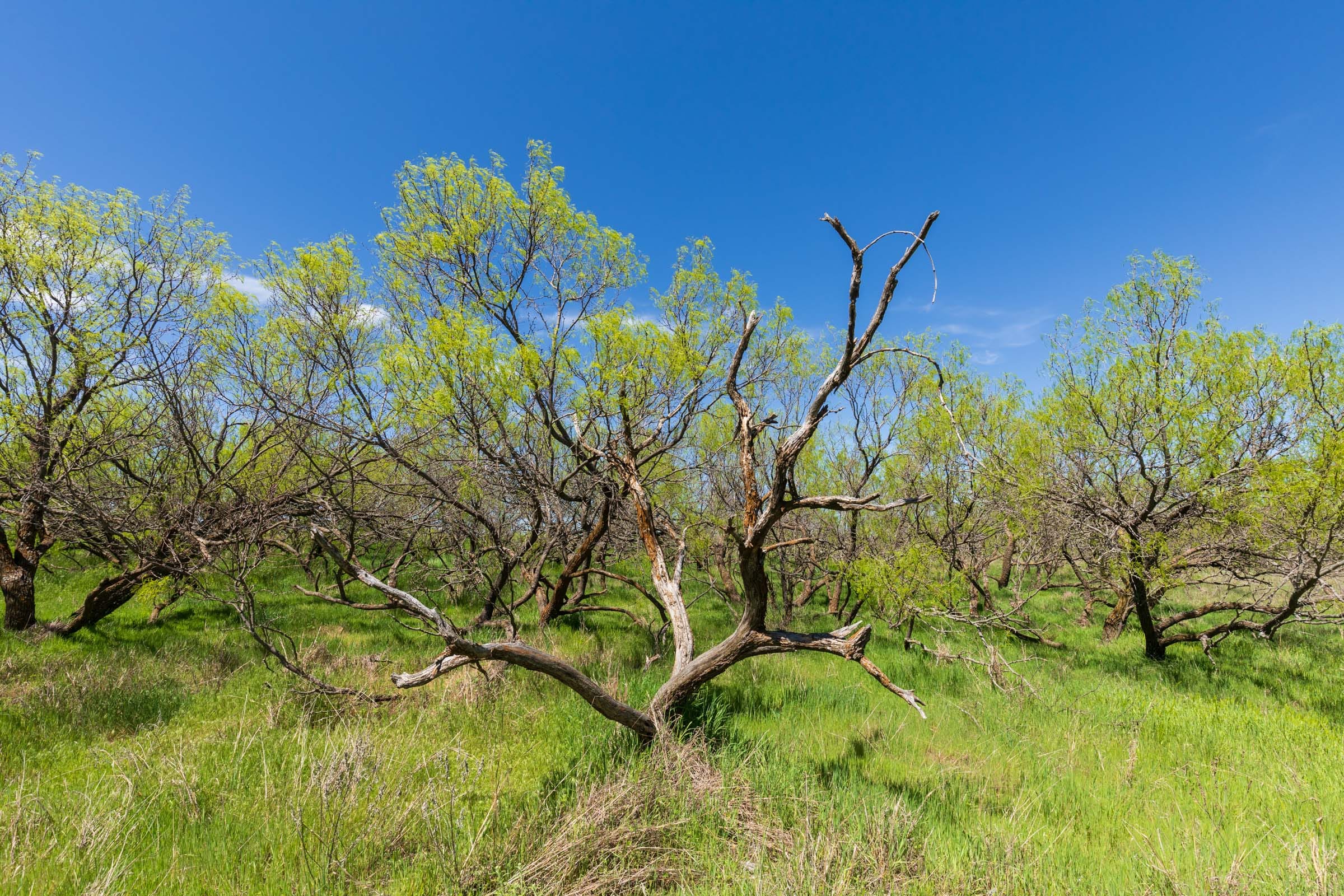 Hackberry Fields Tract 6 photo 5