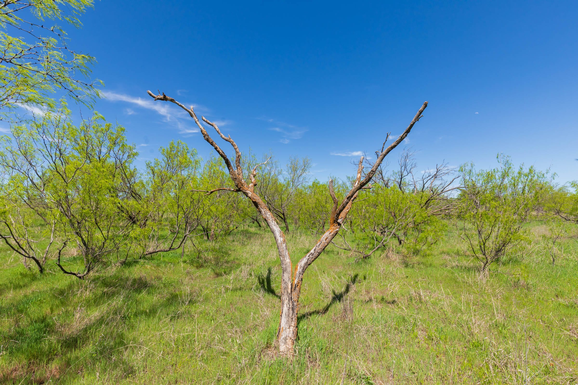 Hackberry Fields Tract 6 photo 16
