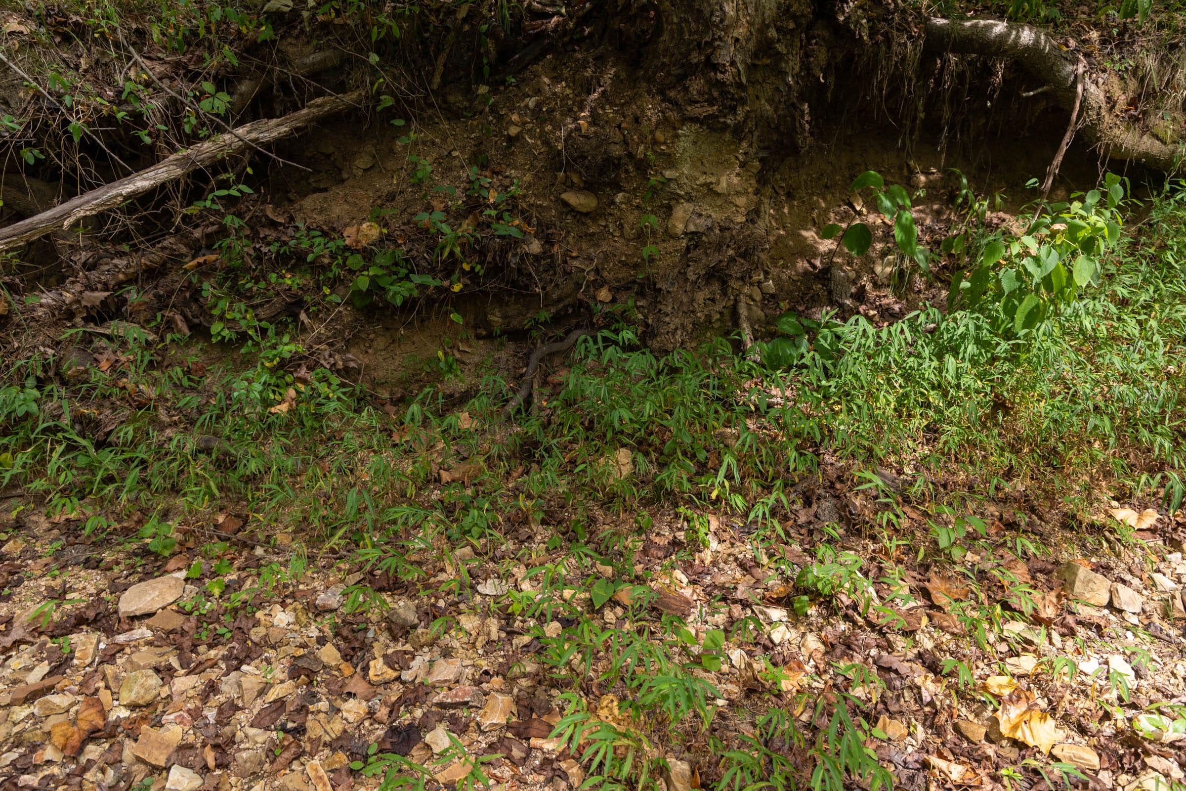 Big White Oak Tract 121 photo 3