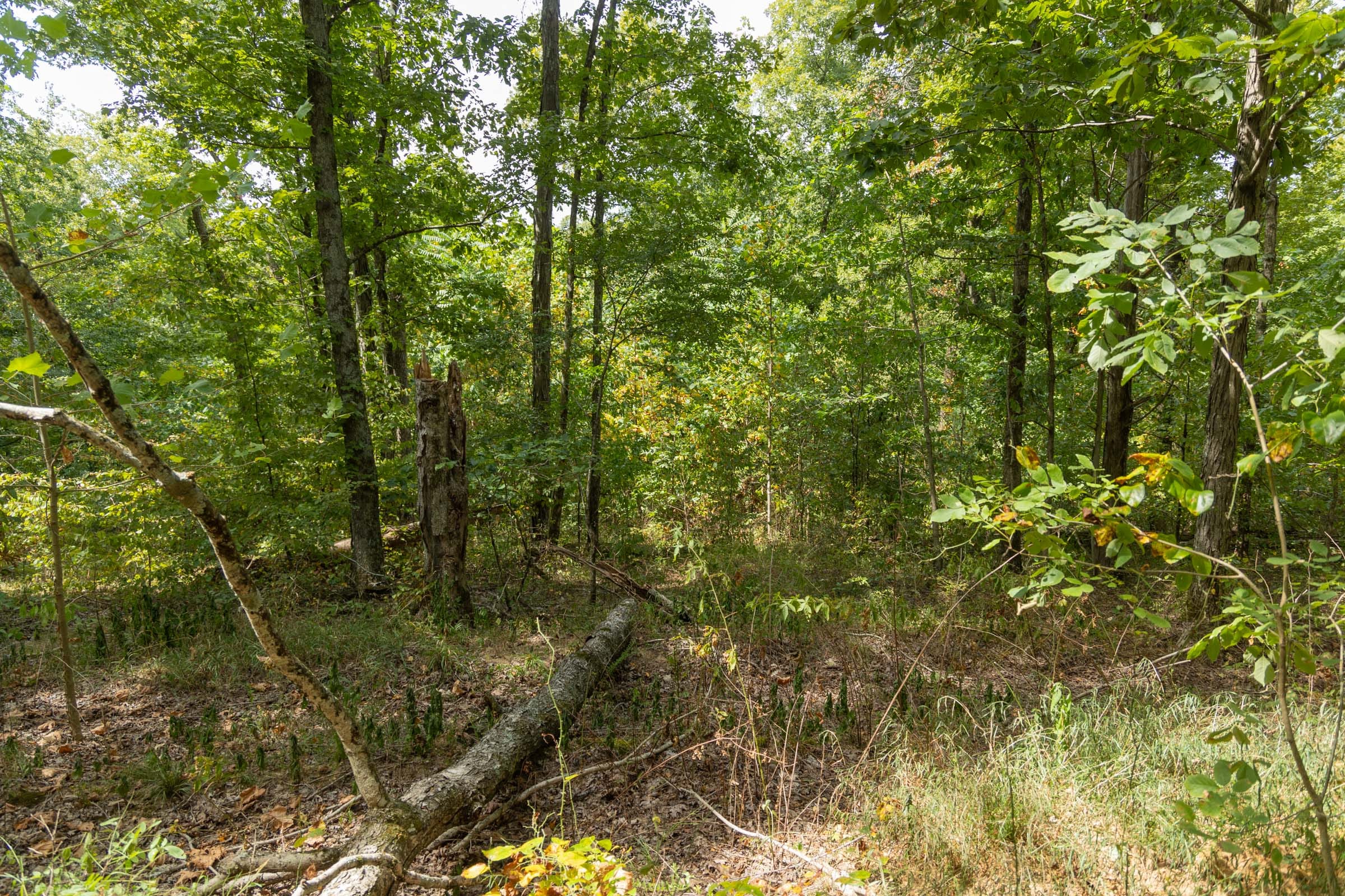 Big White Oak Tract 121 photo 9