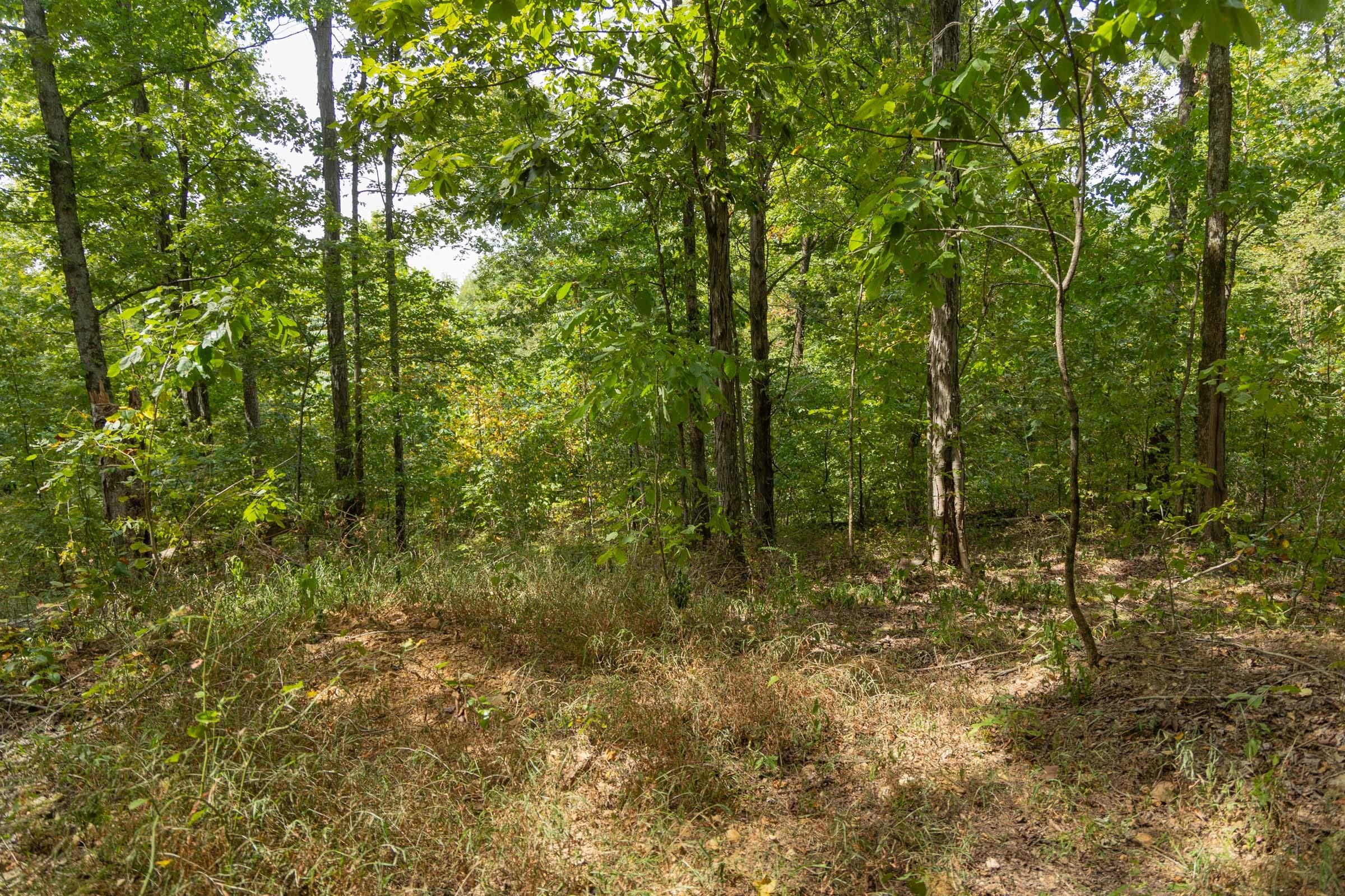 Big White Oak Tract 121 photo 8