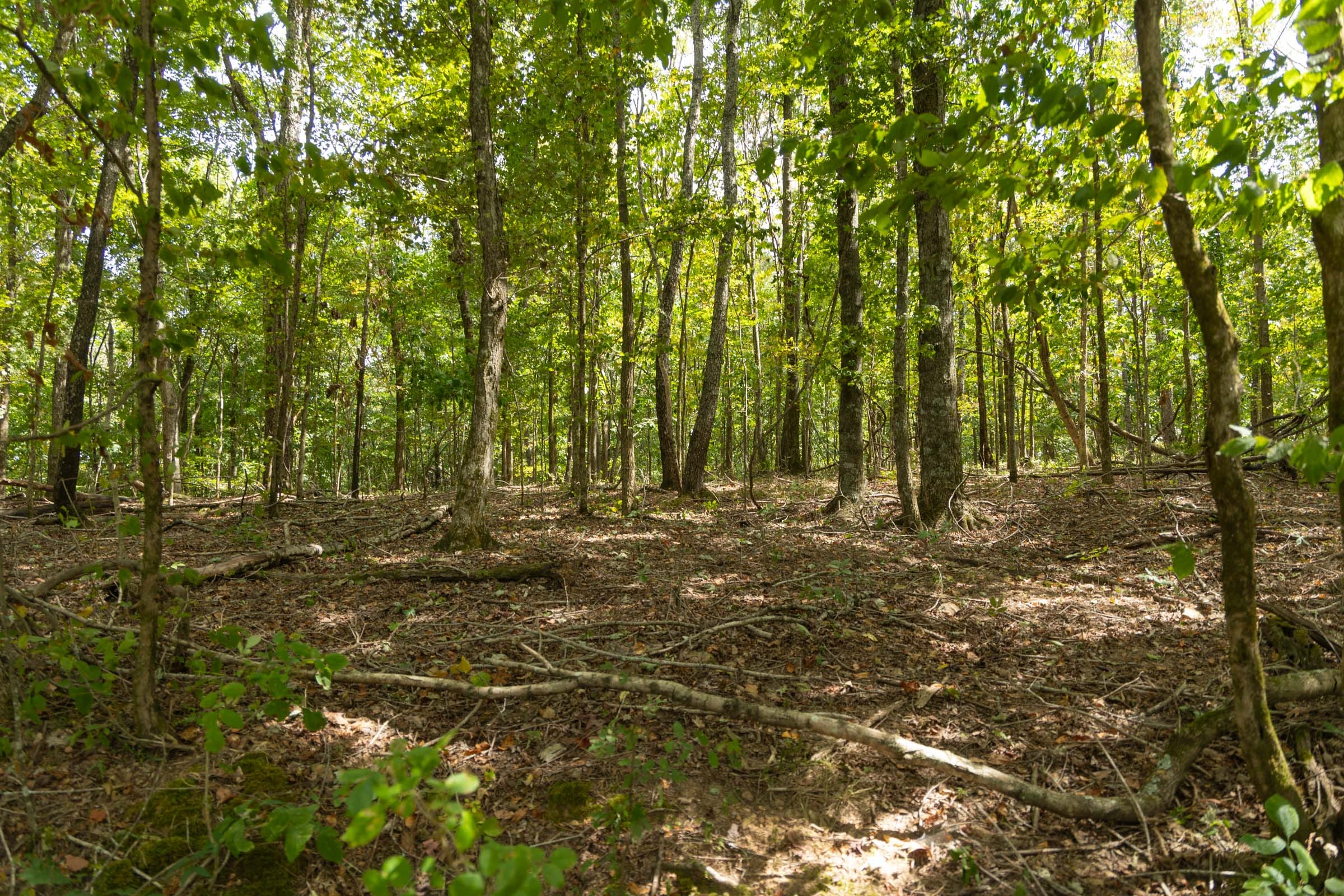 Big White Oak Tract 121 photo 4