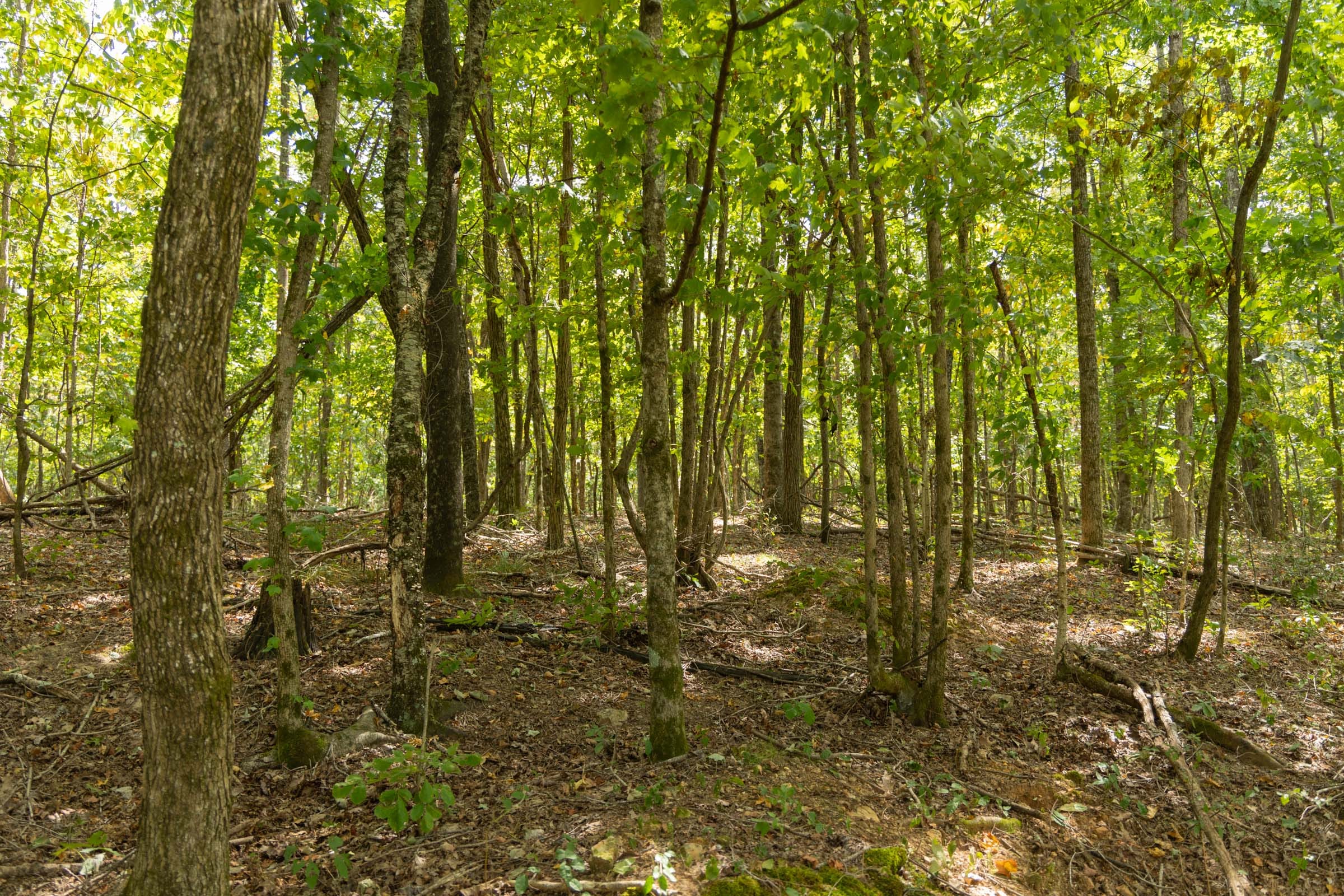 Big White Oak Tract 121 photo 1