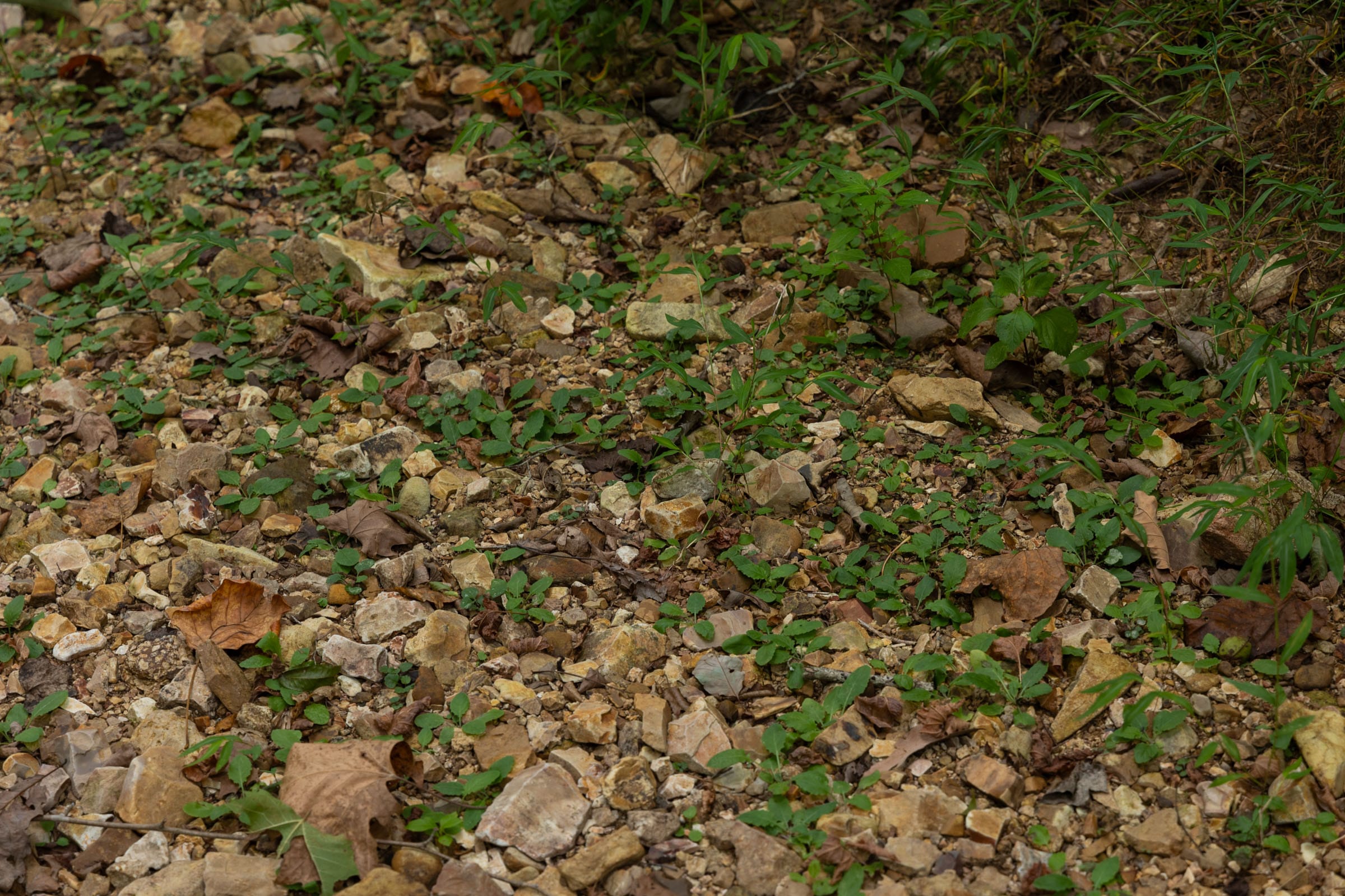Big White Oak Tract 87 photo 8