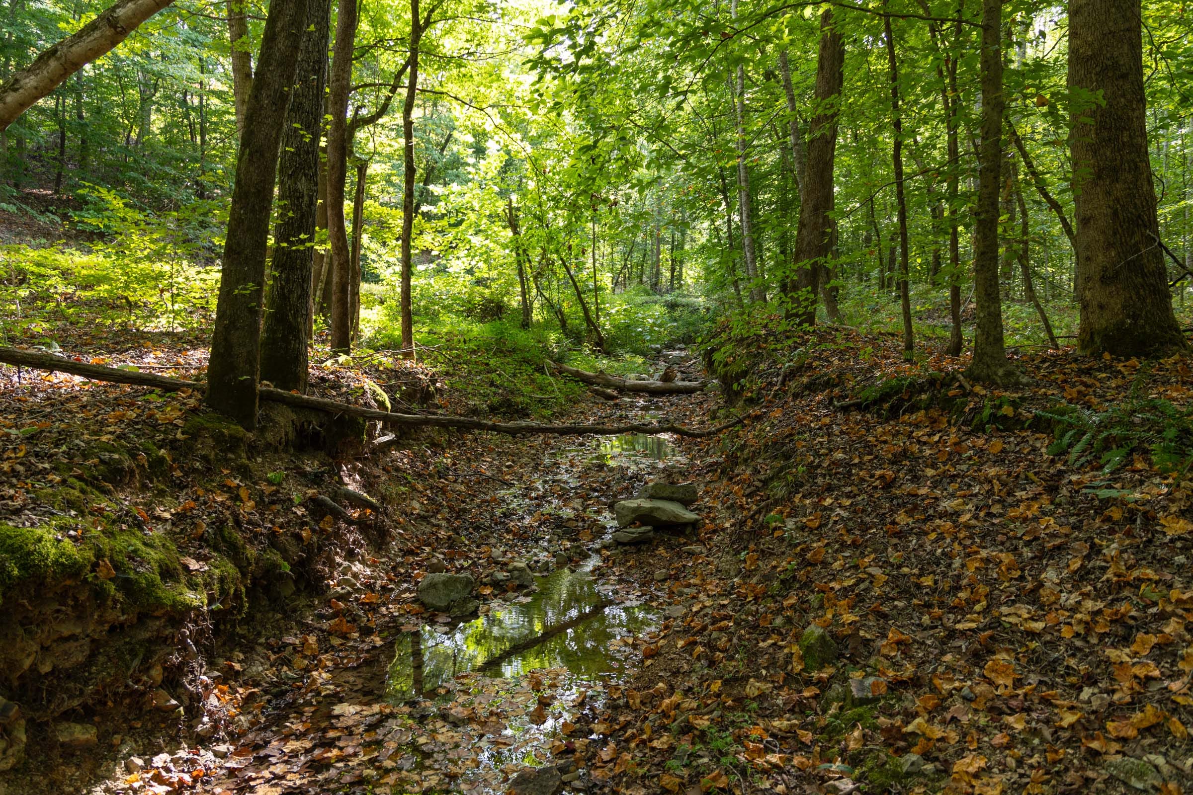 Big White Oak Tract 87 photo 2