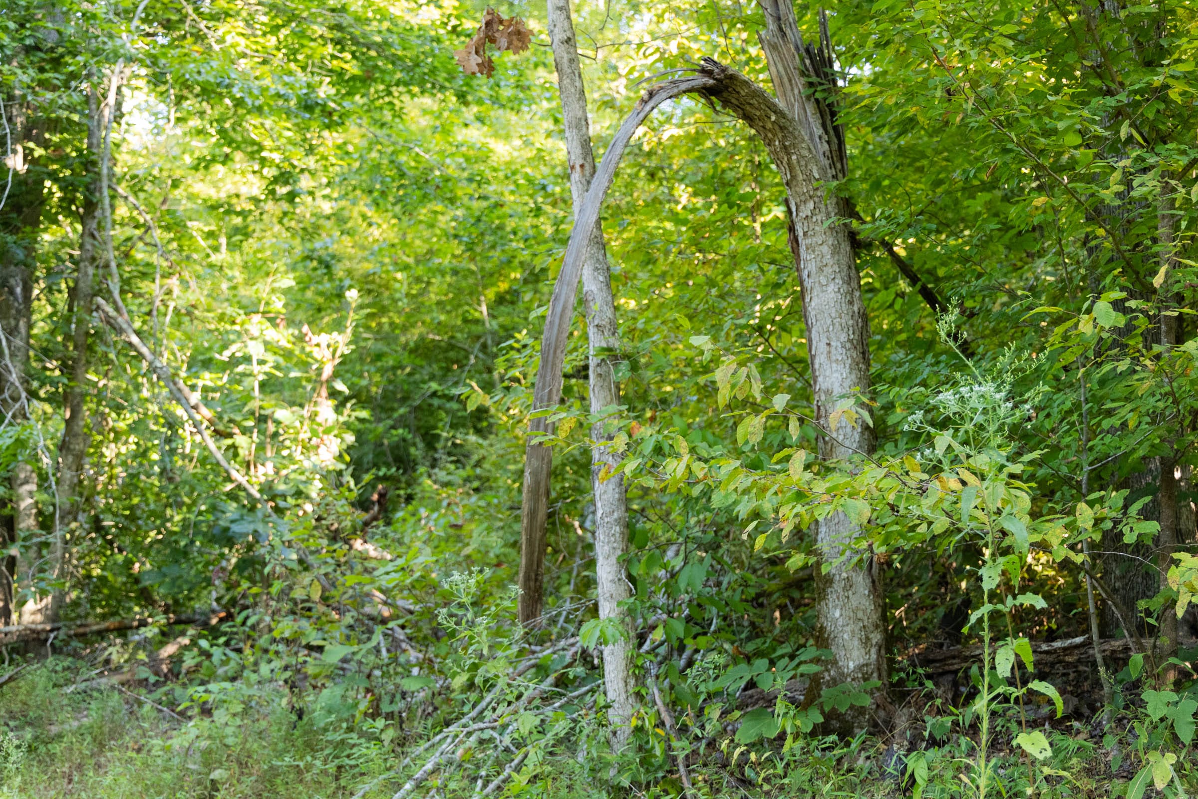 Big White Oak Tract 87 photo 14