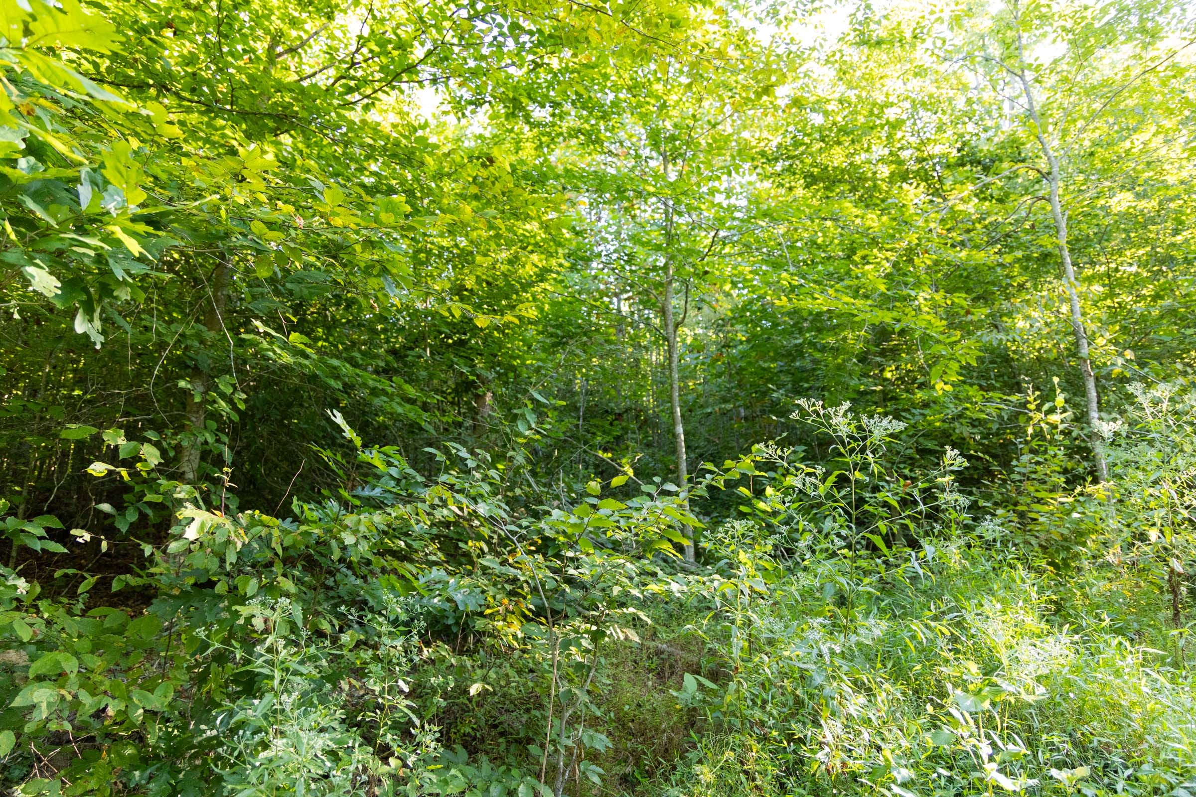 Big White Oak Tract 87 photo 13