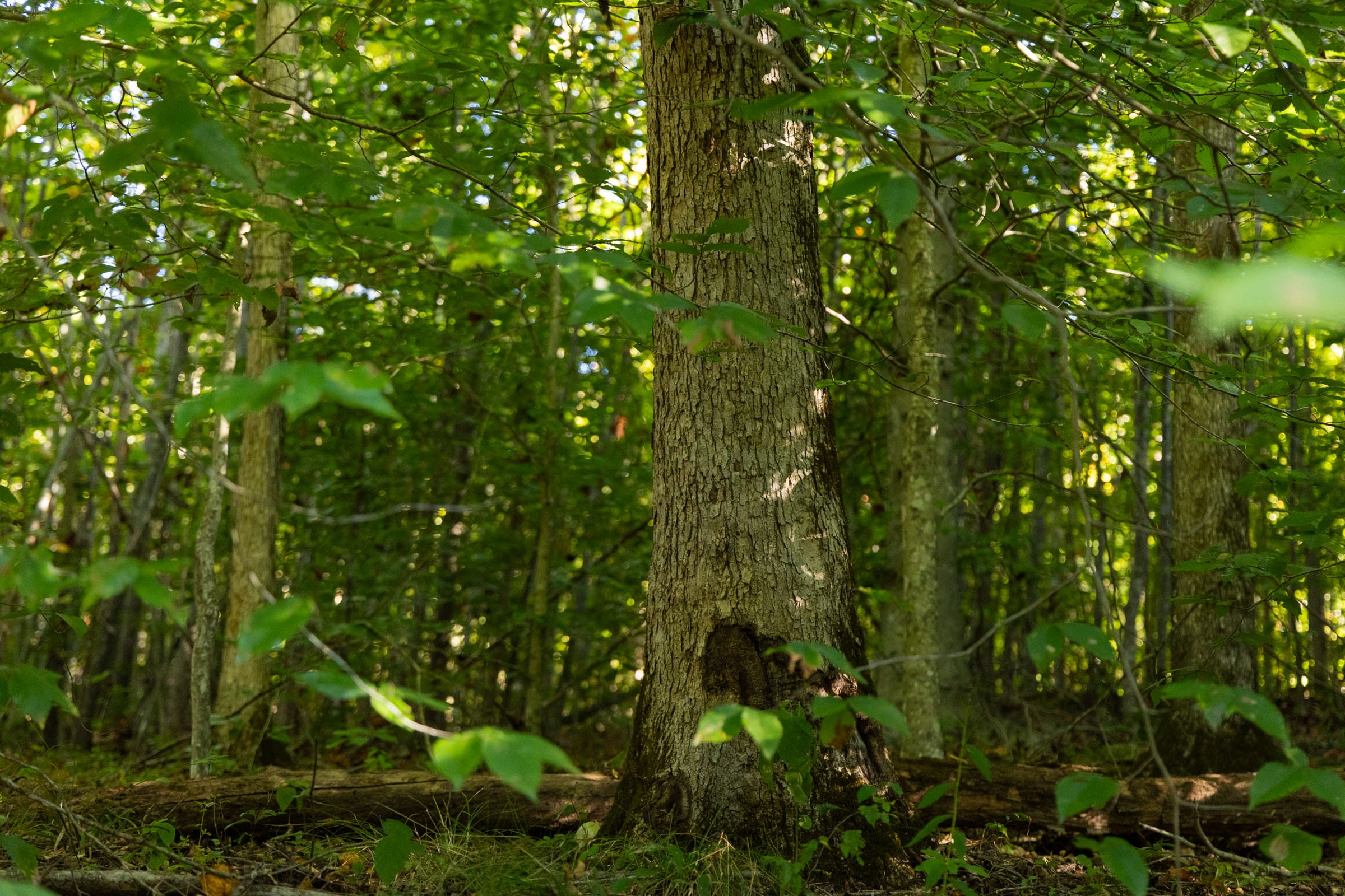 Big White Oak Tract 87 photo 10