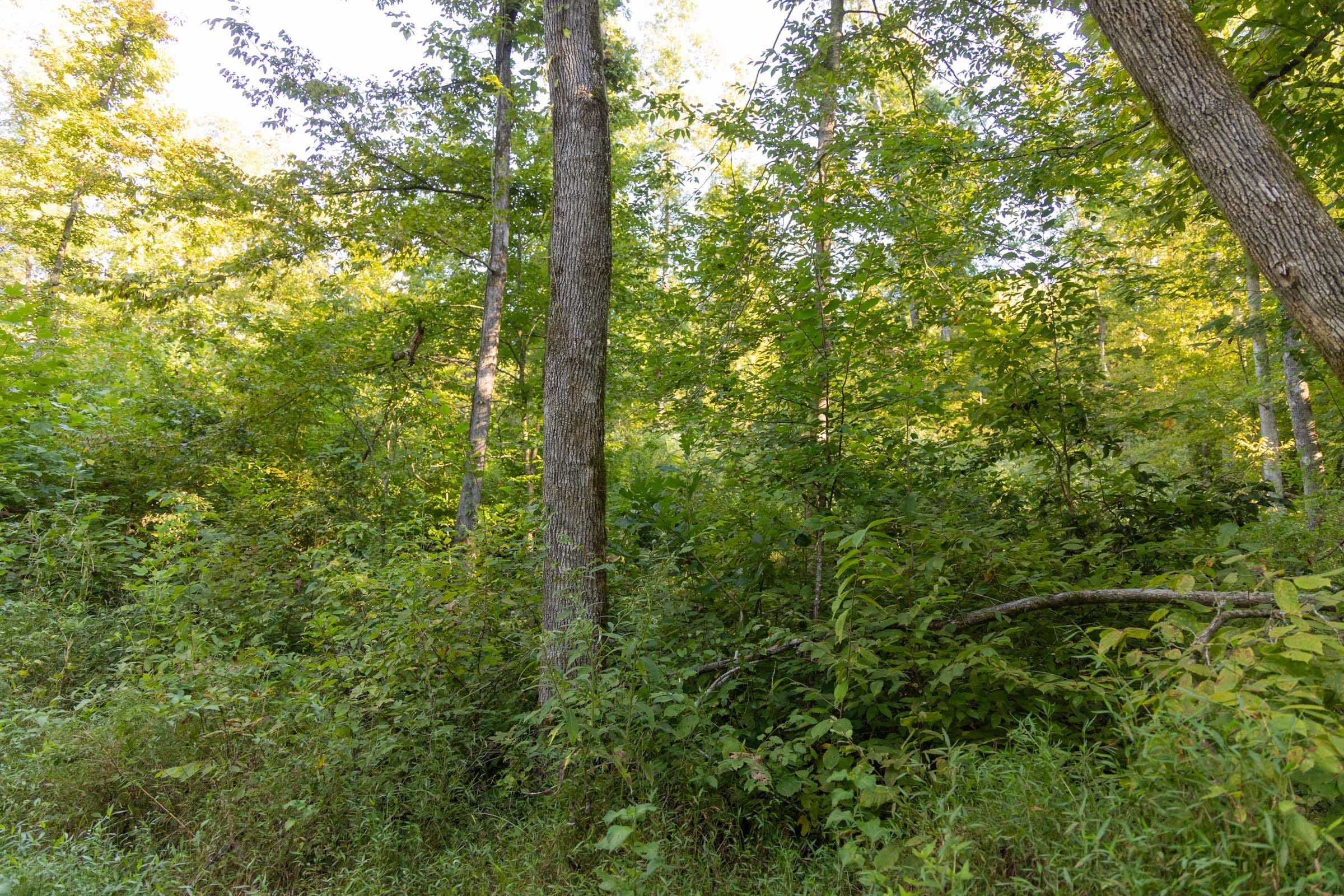 Big White Oak Tract 87 photo 9