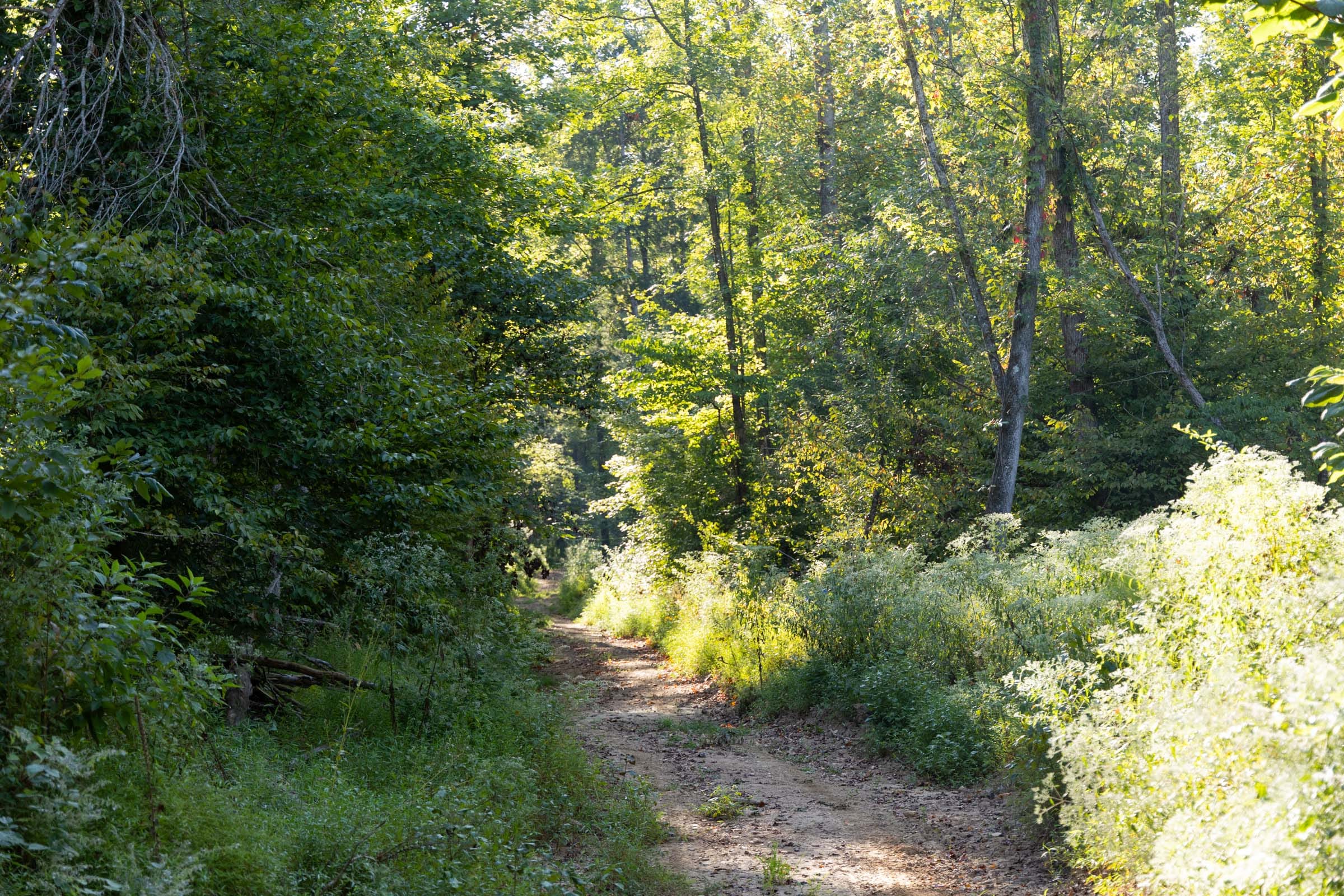 Big White Oak Tract 87 photo 6