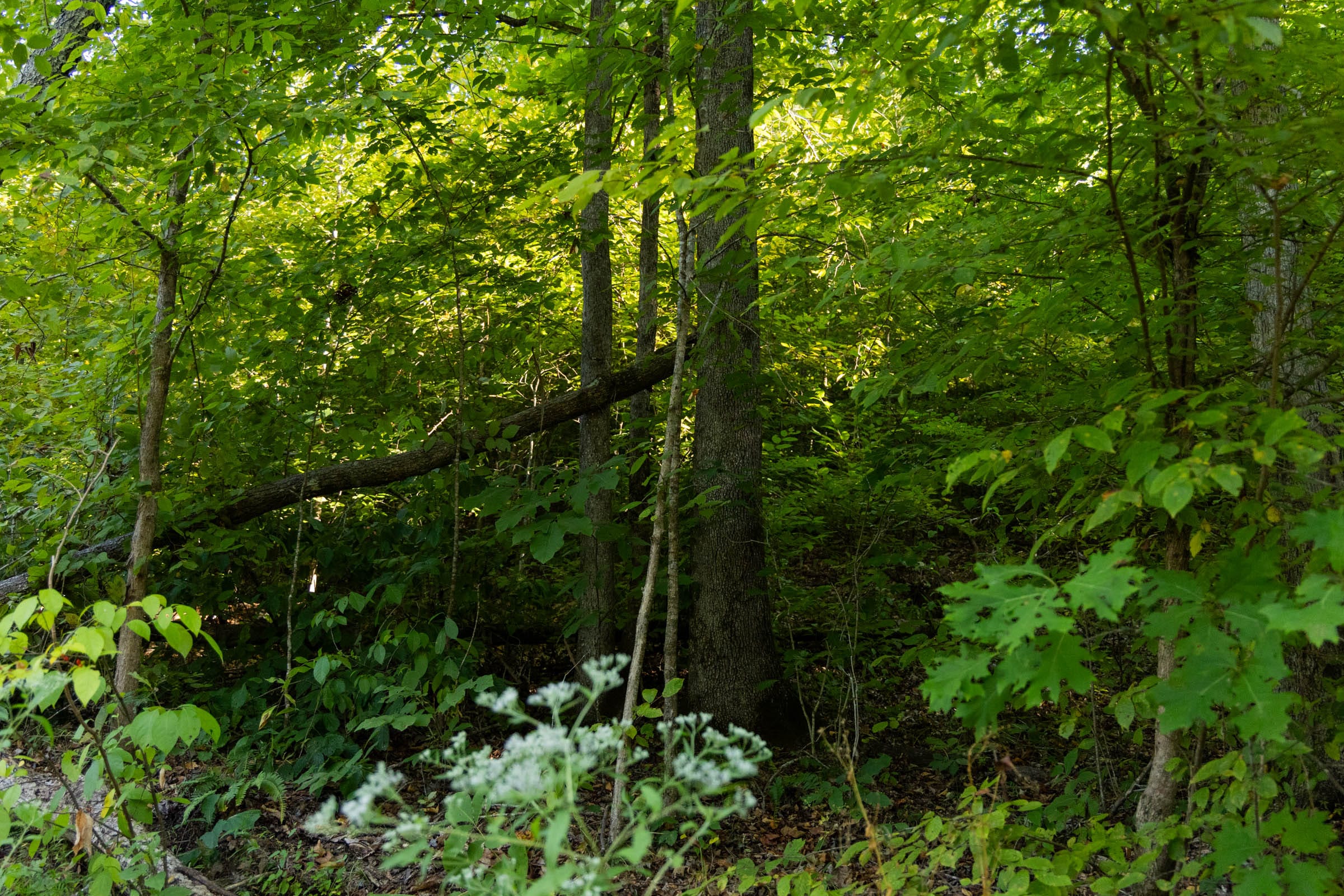 Big White Oak Tract 87 photo 5