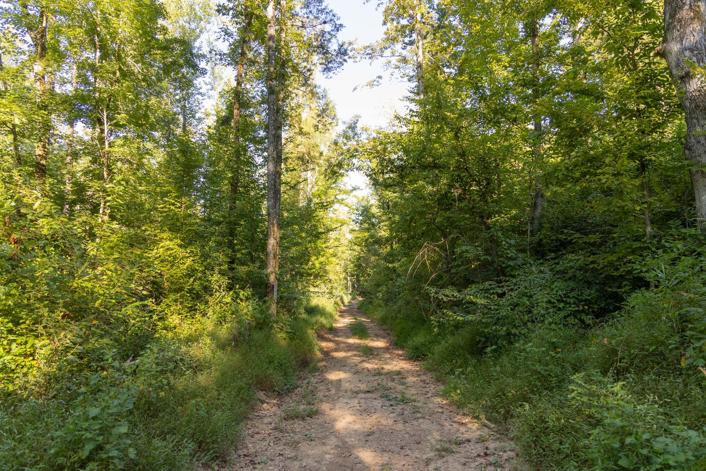 Big White Oak Tract 87 photo 4