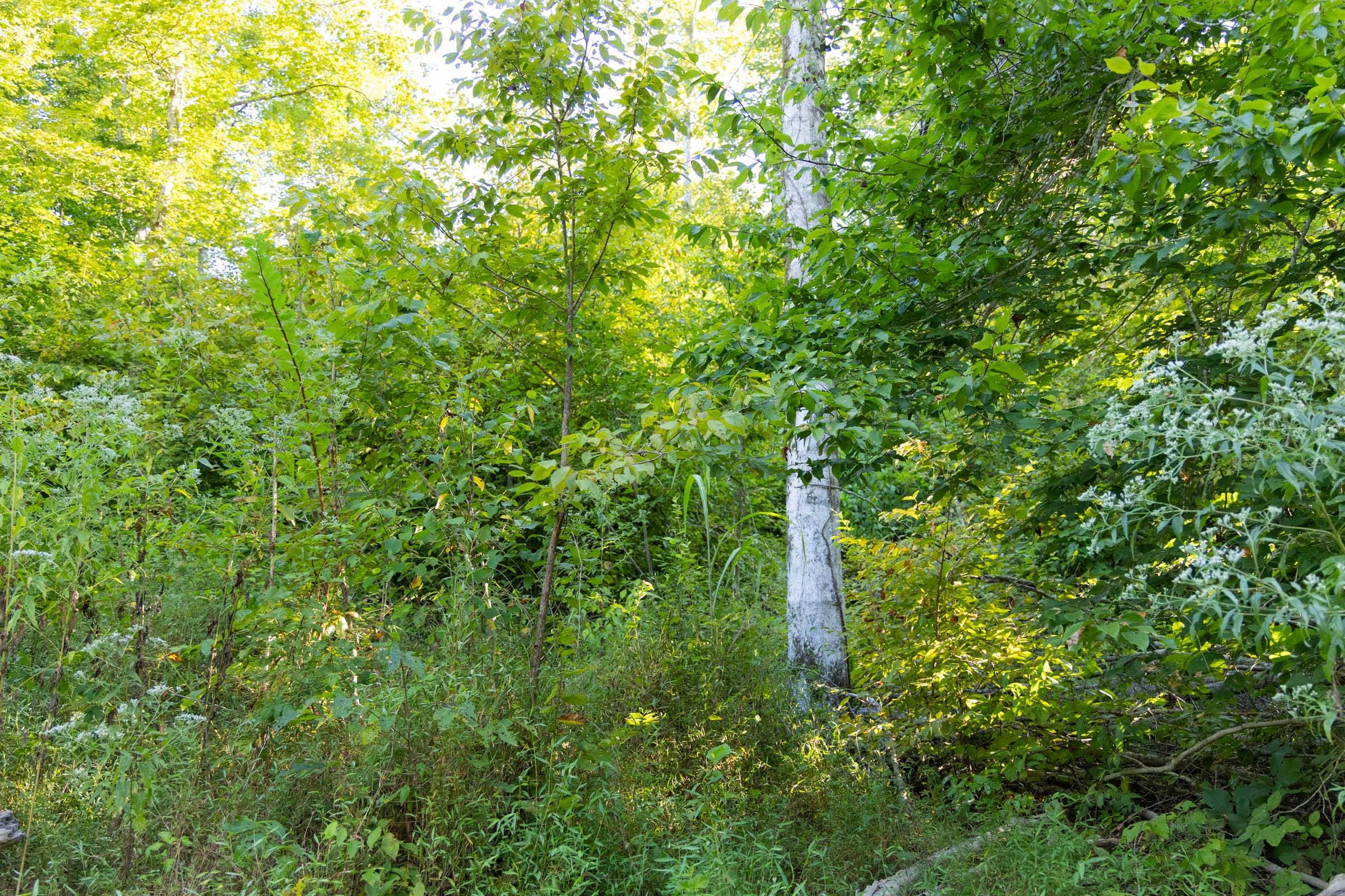 Big White Oak Tract 87 photo 3