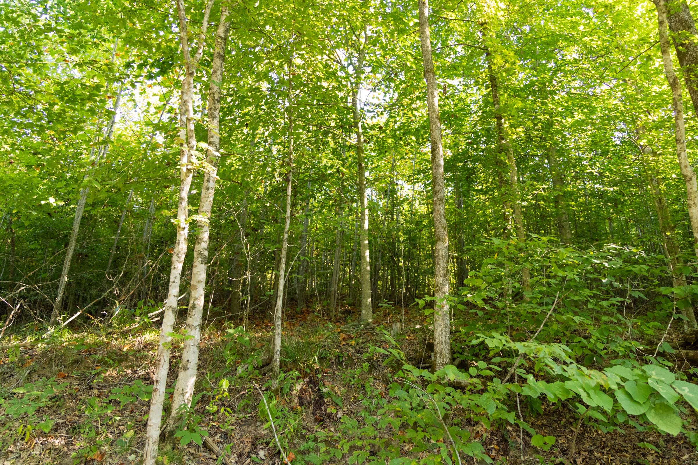 Big White Oak Tract 87 photo 1