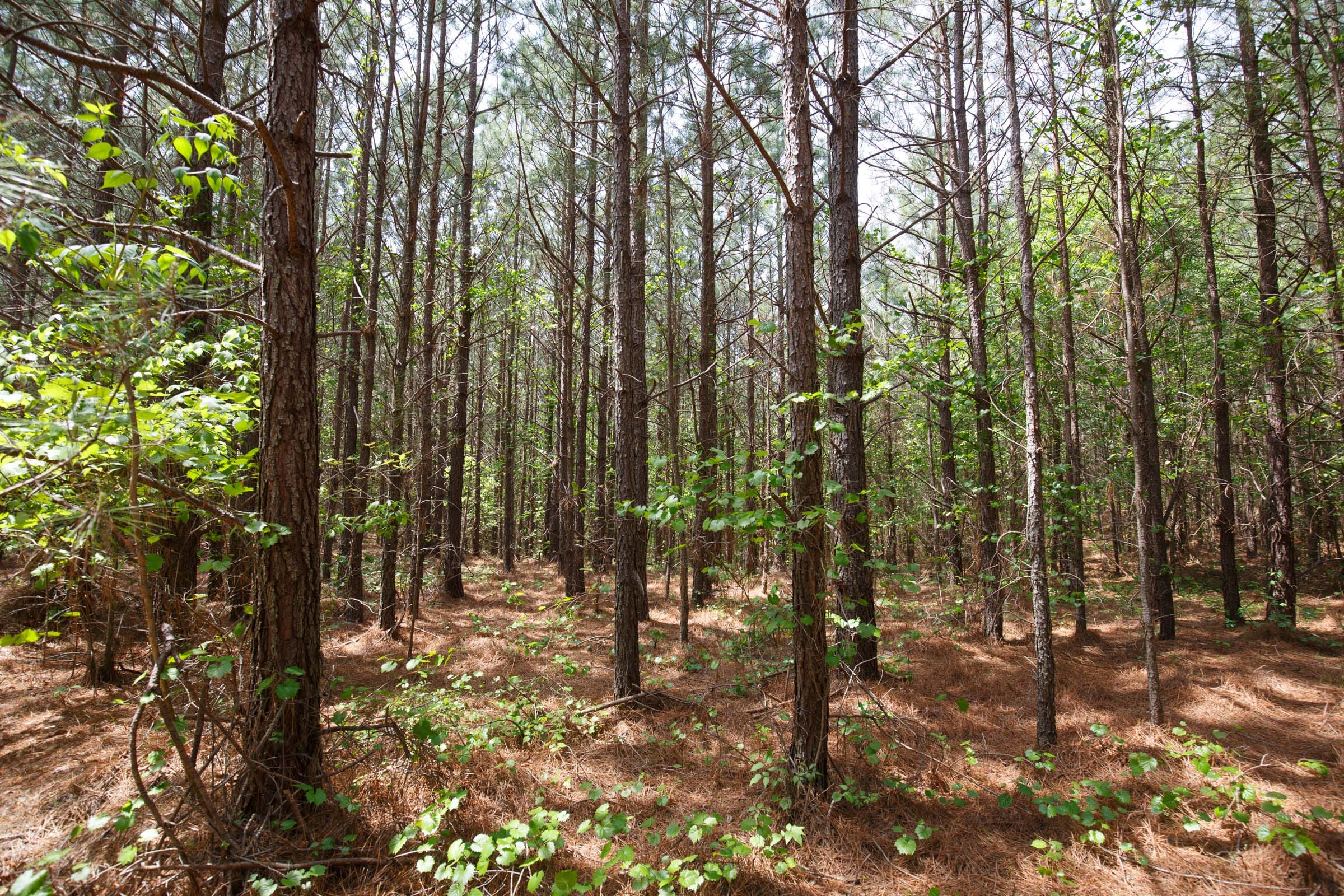 Red Barn Ranch Tract 52 photo 3