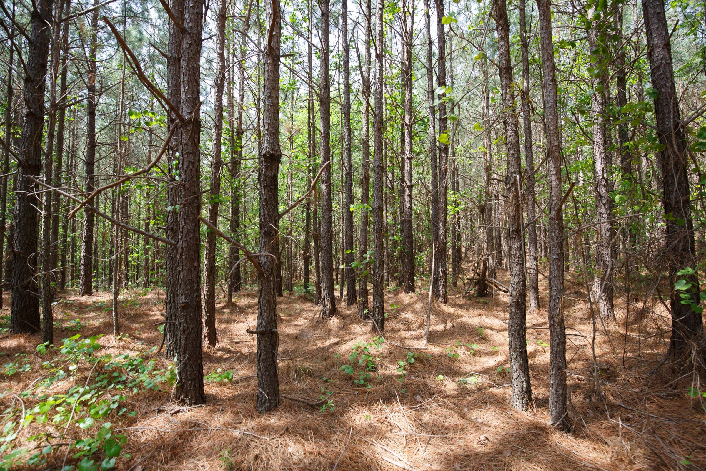 Red Barn Ranch Tract 52 photo 6