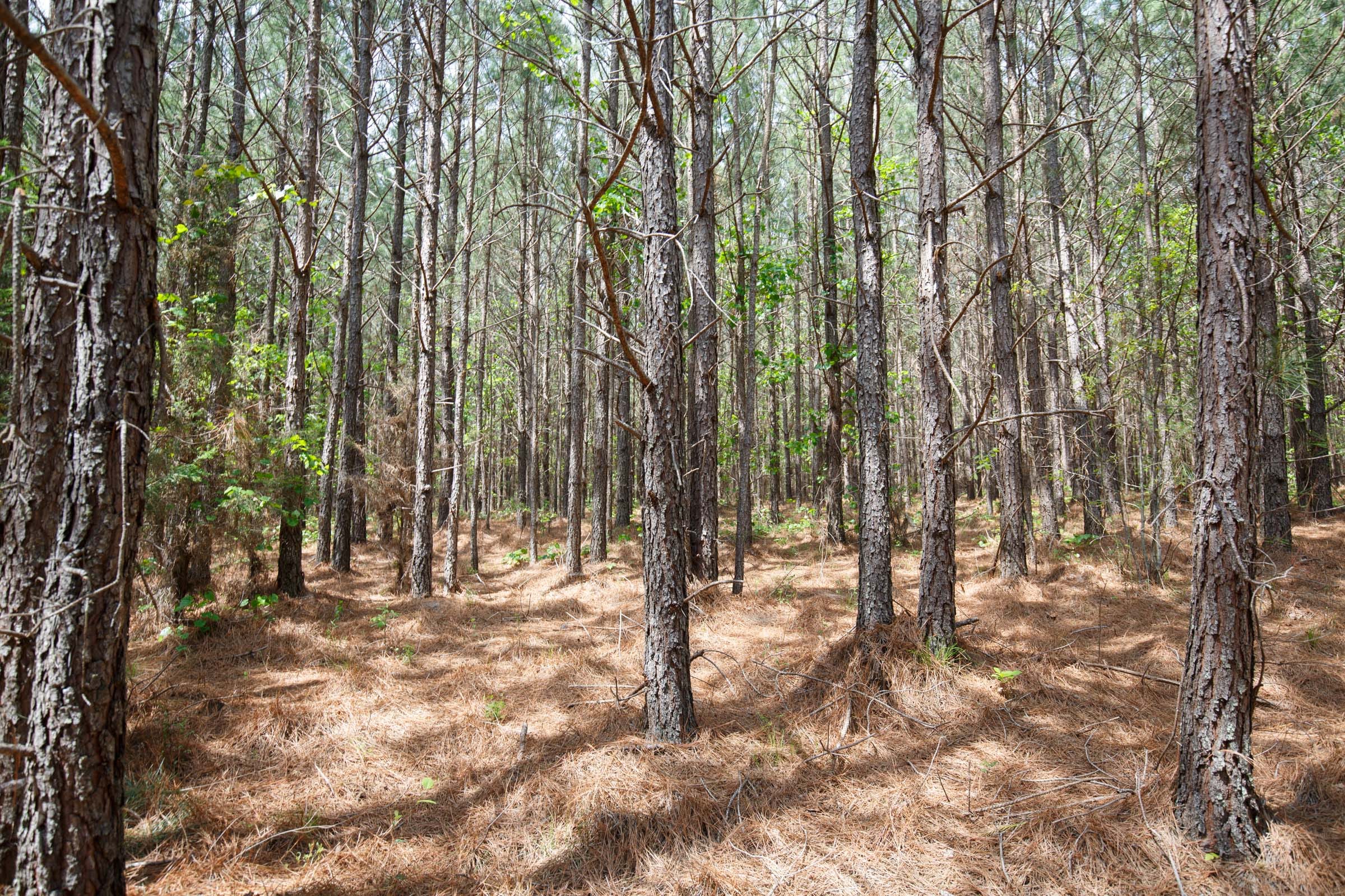 Red Barn Ranch Tract 52 photo 8
